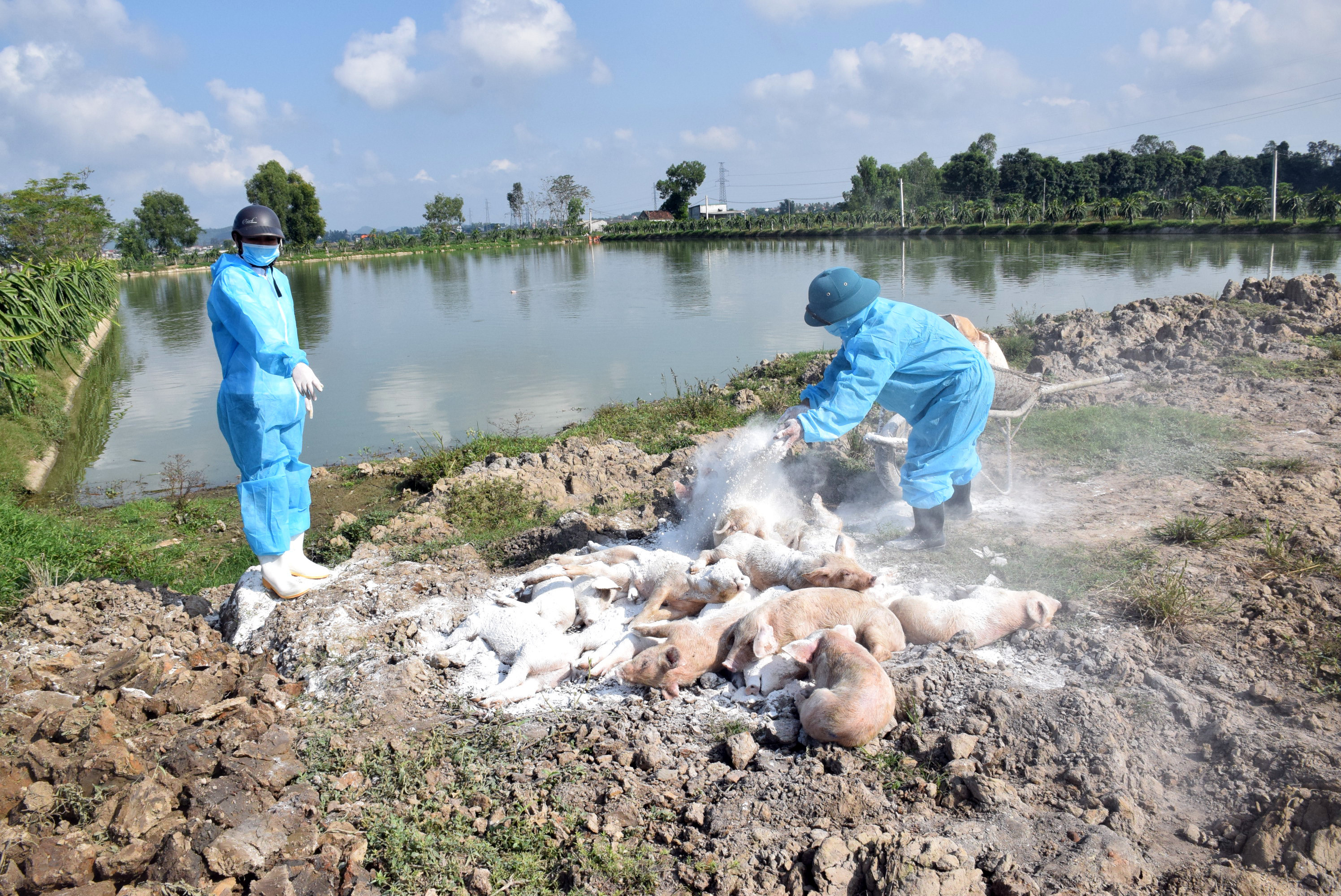 Tiêu hủy lợn bị nhiễm bệnh dịch tả lợn châu Phi tại xã Diễn Liên (Diễn Châu). Ảnh tư liệu Xuân Hoàng