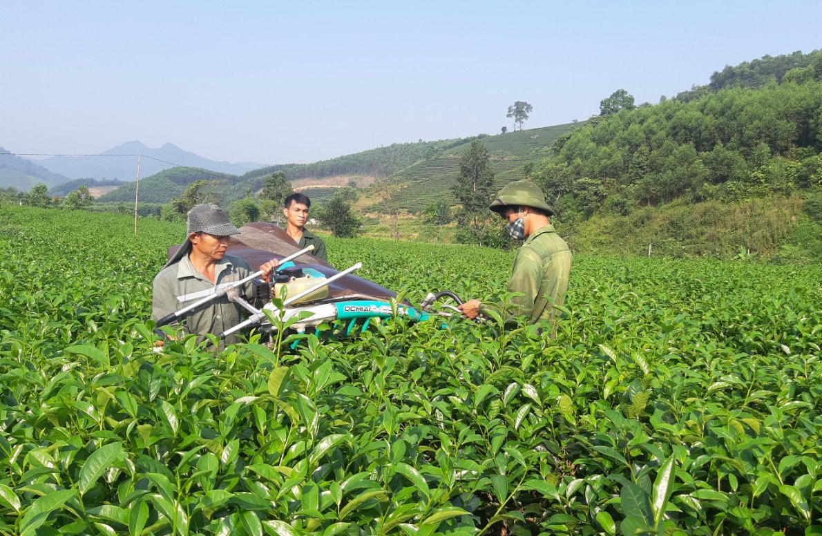 Cây chè là cây trồng chủ lực mang lại giá trj kinh tế ở Thanh Thủy. Ảnh: M.H