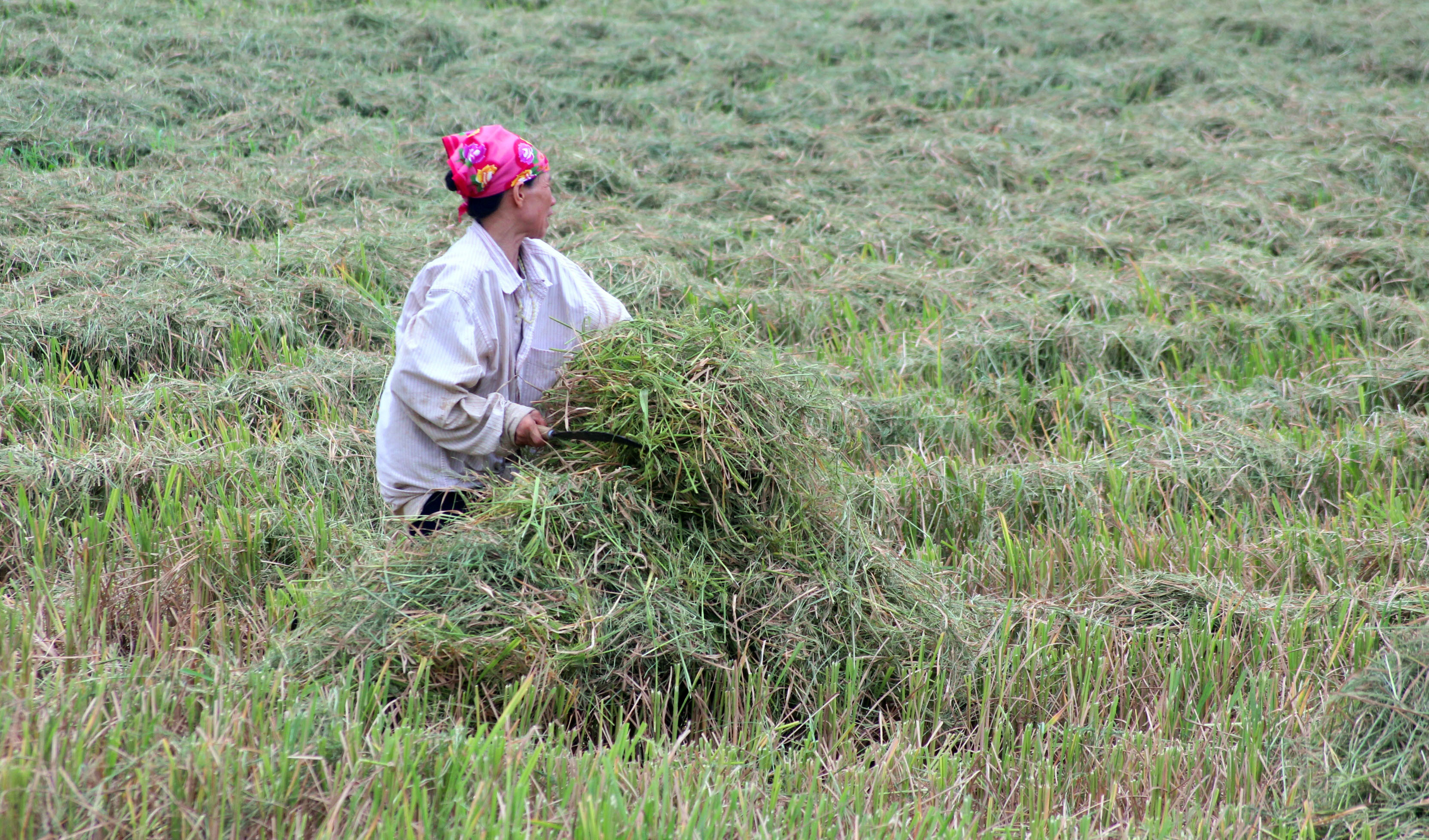Từ phế phẩm bỏ đi, rơm lúa được người dân thu gom về bán lại cho thu nhập cao. Ảnh: Việt Hùng