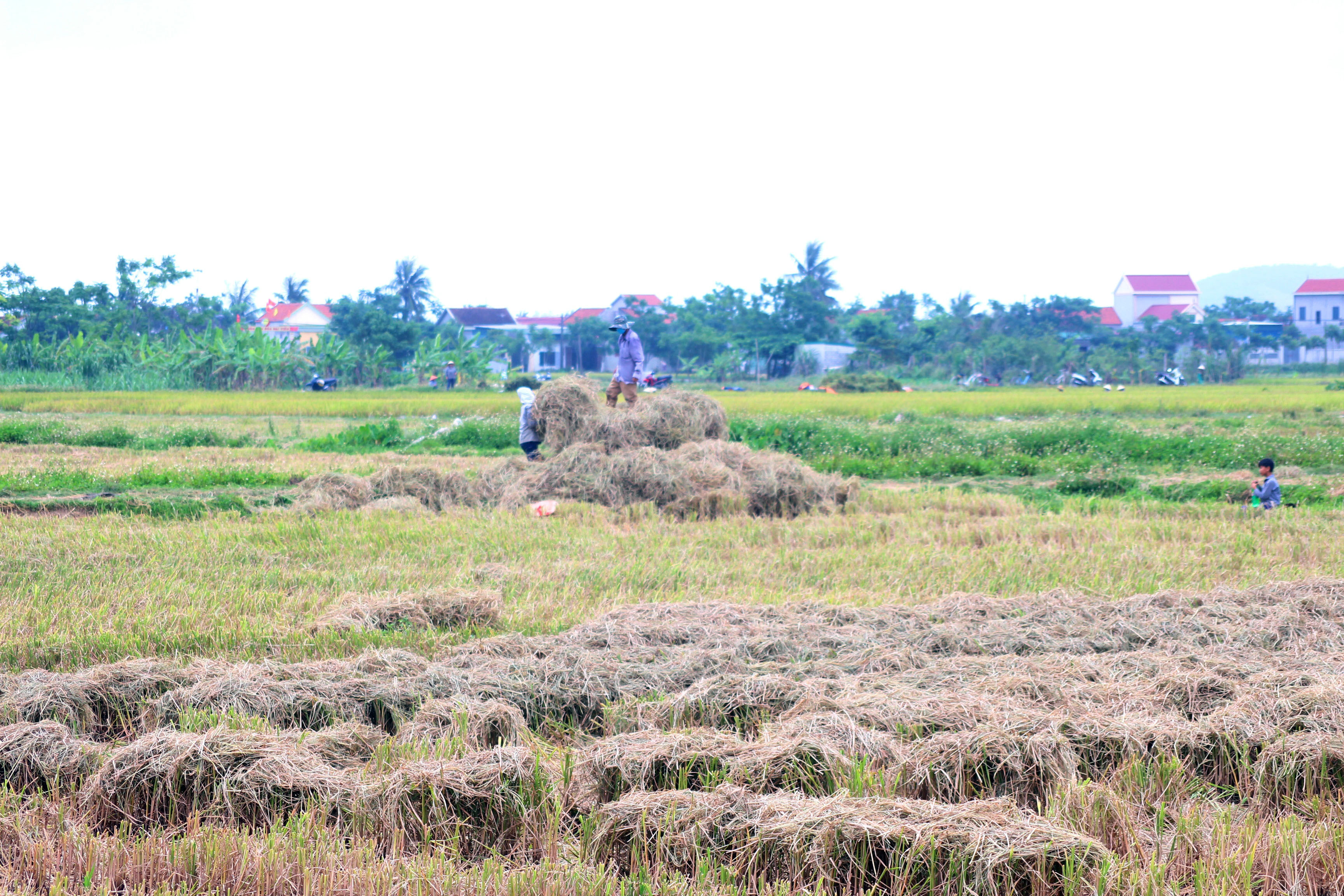 Trên các xứ đồng ở huyện Quỳnh Lưu, thương lái đến tận nơi thu gom rơm lúa. Ảnh: Việt Hùng