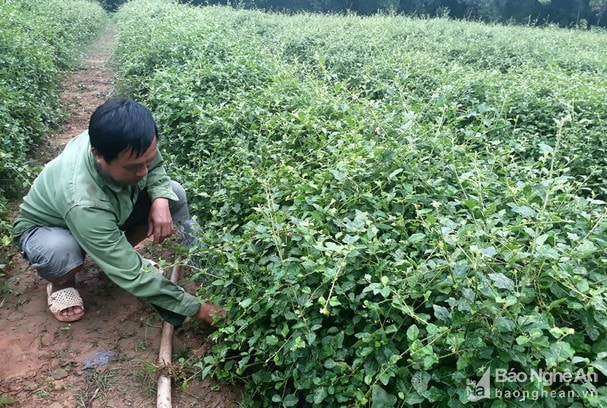 Nông dân trồng cà gai leo ở Con Cuông. Ảnh tư liệu Minh Hạnh