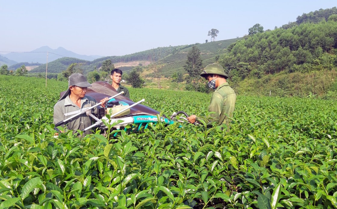 Cây chè là cây trồng chủ lực mang lại giá trj kinh tế ở Thanh Thủy. Ảnh tư liệu: Mai Hoa