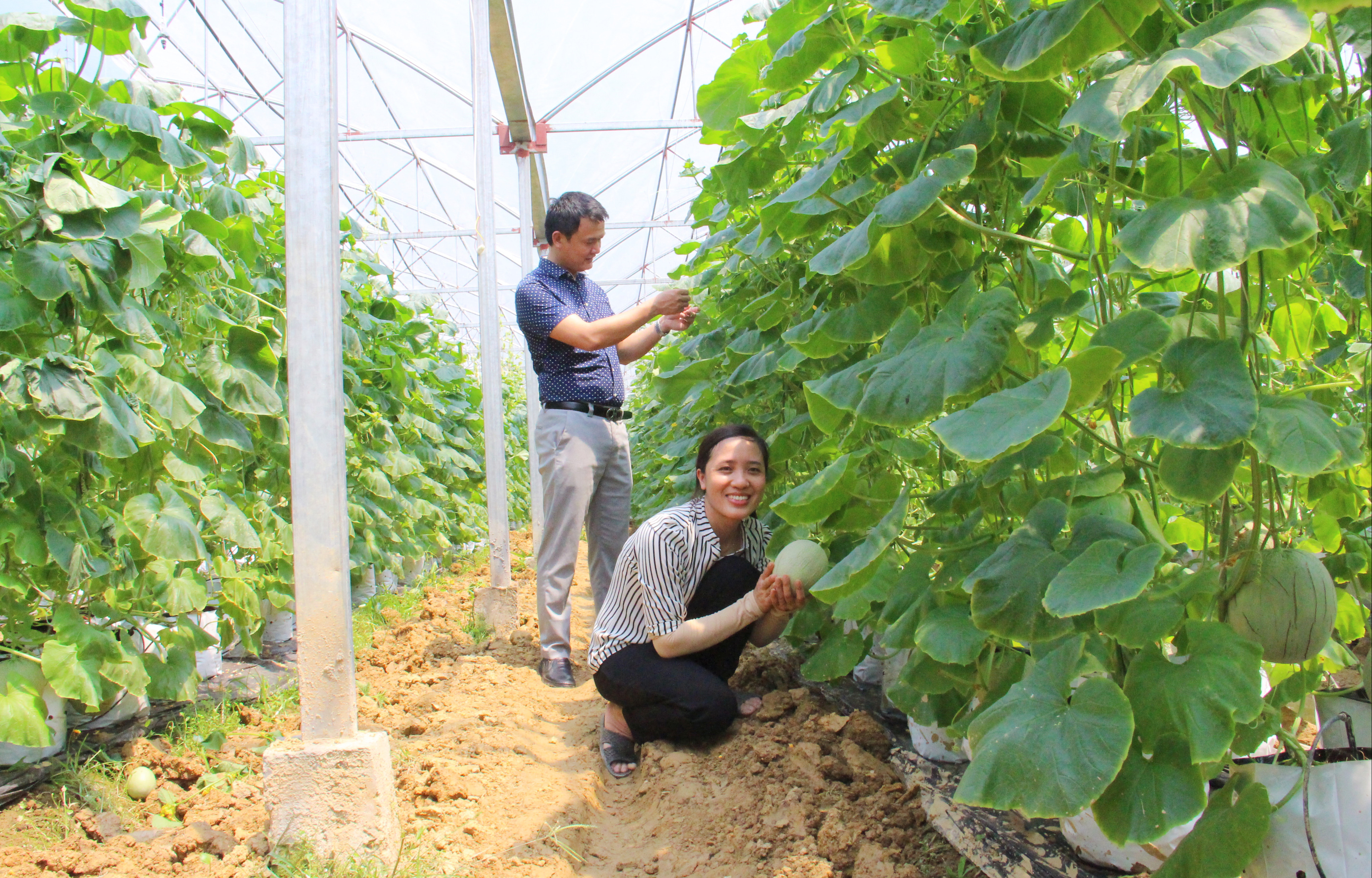 Mô hình trồng dưa lưới ở Nam Đàn. Ảnh: Thanh Lê
