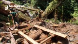 Nghệ An: 25 cây săng vì vùng rừng biên giới bị khai thác trái phép