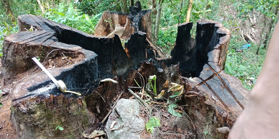 Một gốc cây săng vì trong vùng rừng biên giới xã Mai Sơn bị khai thác trái phép lấy gỗ và bị đốt. Ảnh: CTV