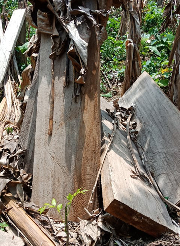 Một số tấm gỗ săng vì bị khai thác trái phép còn sót tại hiện trường. Ảnh: CTV