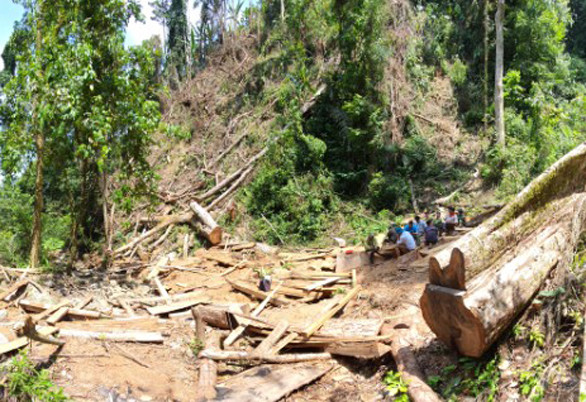 Hiện trường rừng biên giới xã Mai Sơn, vị trí bị khai thác trái phép cây gỗ săng vì. Ảnh: CTV