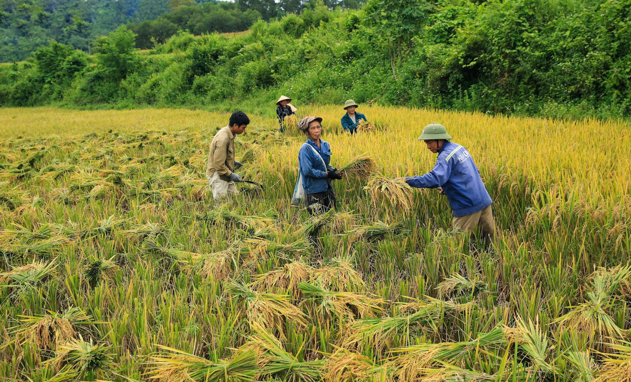 Thu hoạch lúa ở Chi Khê (Con Cuông). Ảnh: Hải Vương