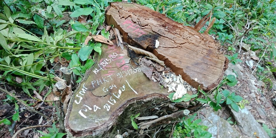 Một gốc cây săng vì trong vùng rừng biên giới xã Mai Sơn bị khai thác trái phép lấy gỗ. Ảnh: CTV