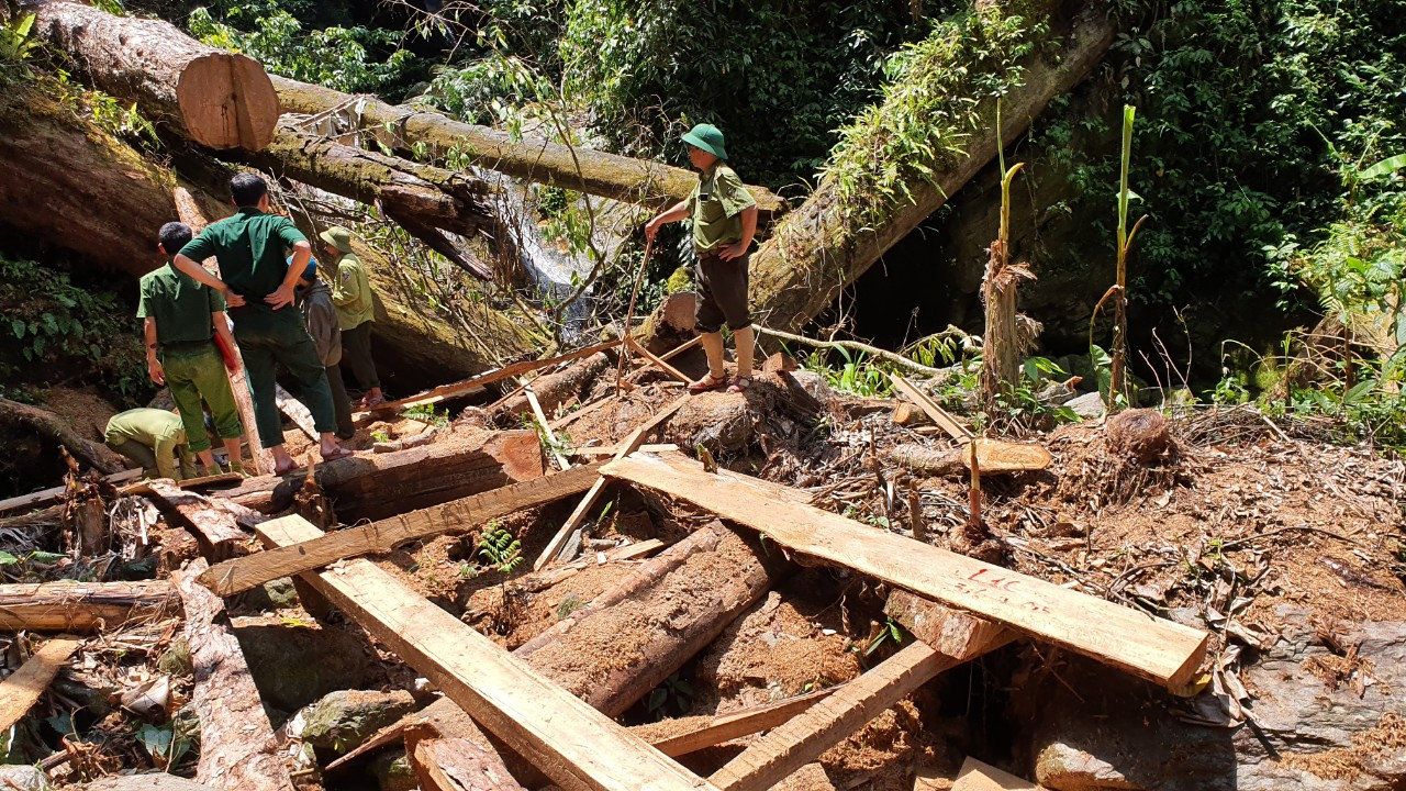 Các lực lượng chức năng huyện Tương Dương kiểm tra hiện trường vụ khai thác trái phép cây săng vì. Ảnh: CTV