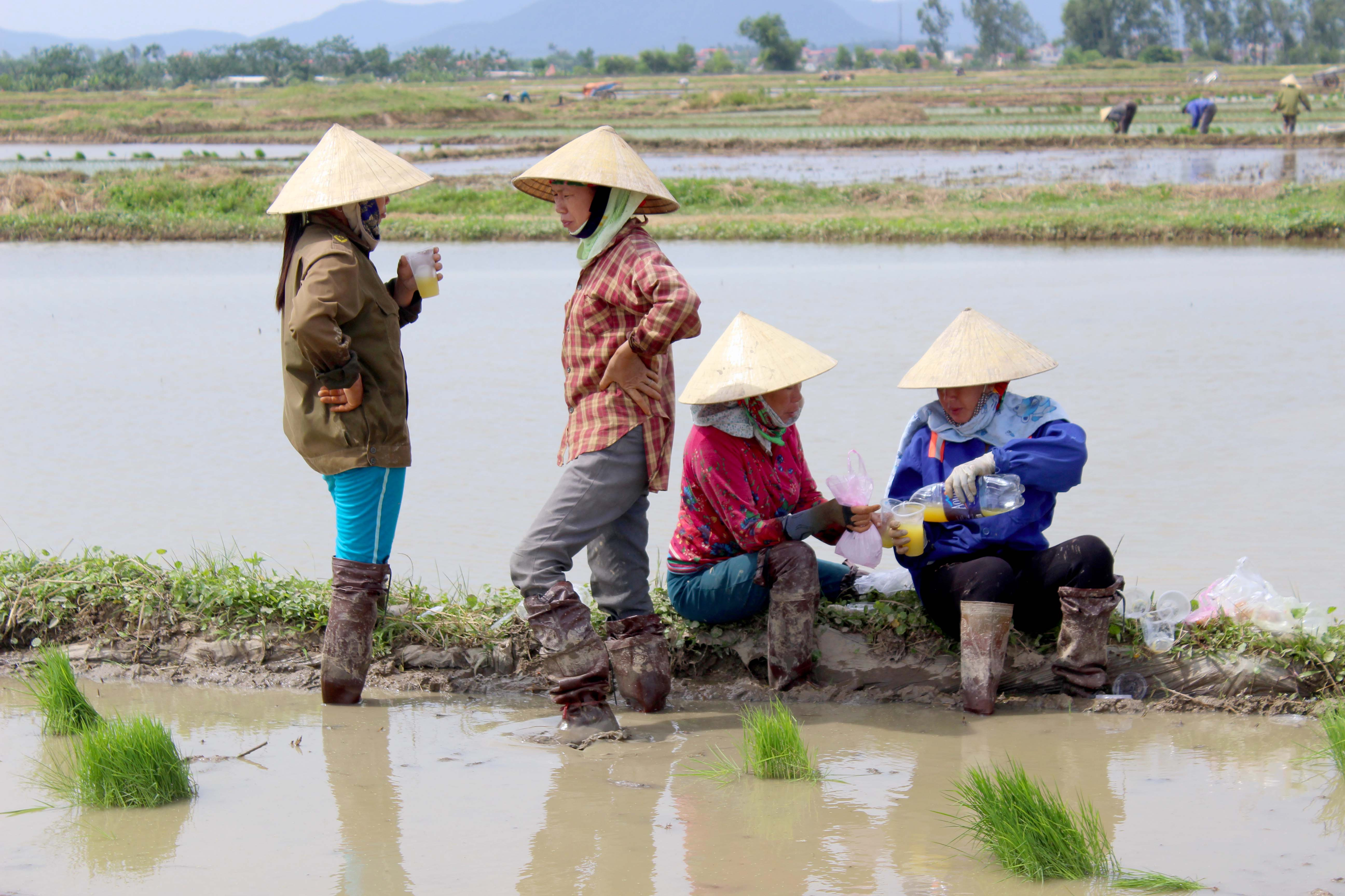 Bên cạnh trả tiền công, các chủ nhà còn bồi dưỡng nước mát, hoa quả cho thợ cấy. Ảnh: Quang An