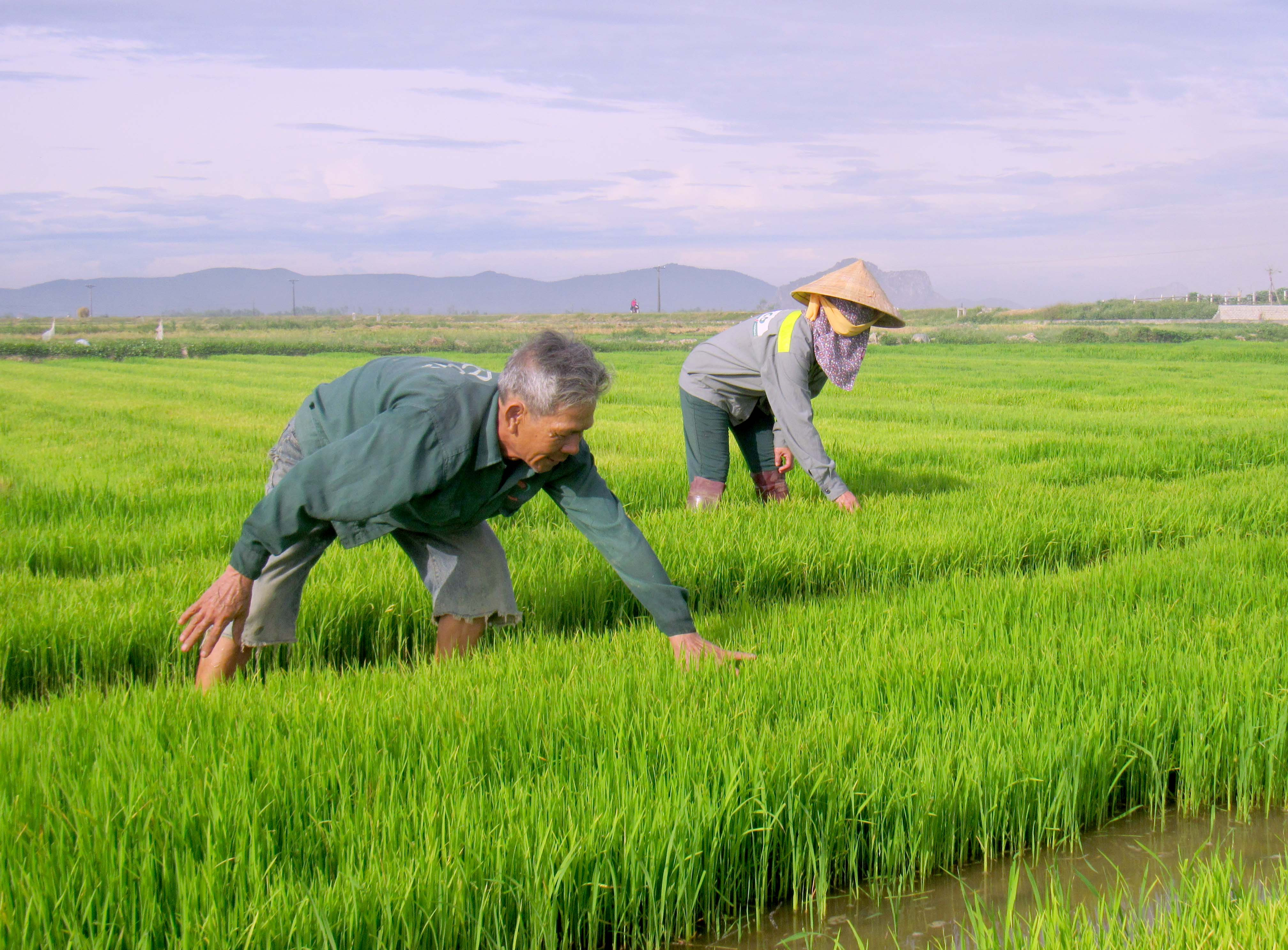 Năm nay, toàn tỉnh gieo cấy 90.000 ha lúa Hè Thu, thời gian bắt đầu từ khi thu hoạch xong lúa vụ Xuân và kết thúc vào ngày 25/6. Ảnh: Quang An