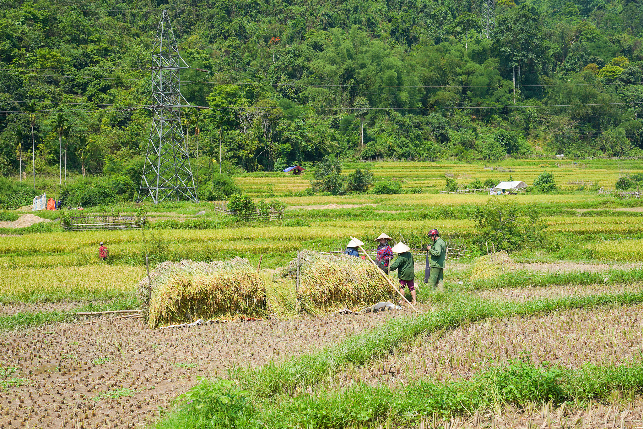 Lúa được cắt và tập kết ngay tại ruộng trước khi đưa về nhà