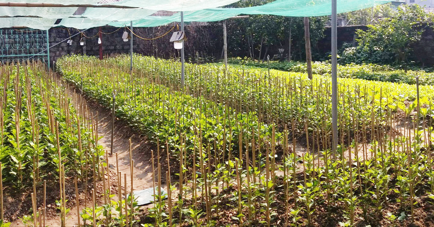 Mô hình trồng hoa cảnh ứng dụng khoa học công nghệ ở Xuân Lam - Ảnh: Mai Hoa