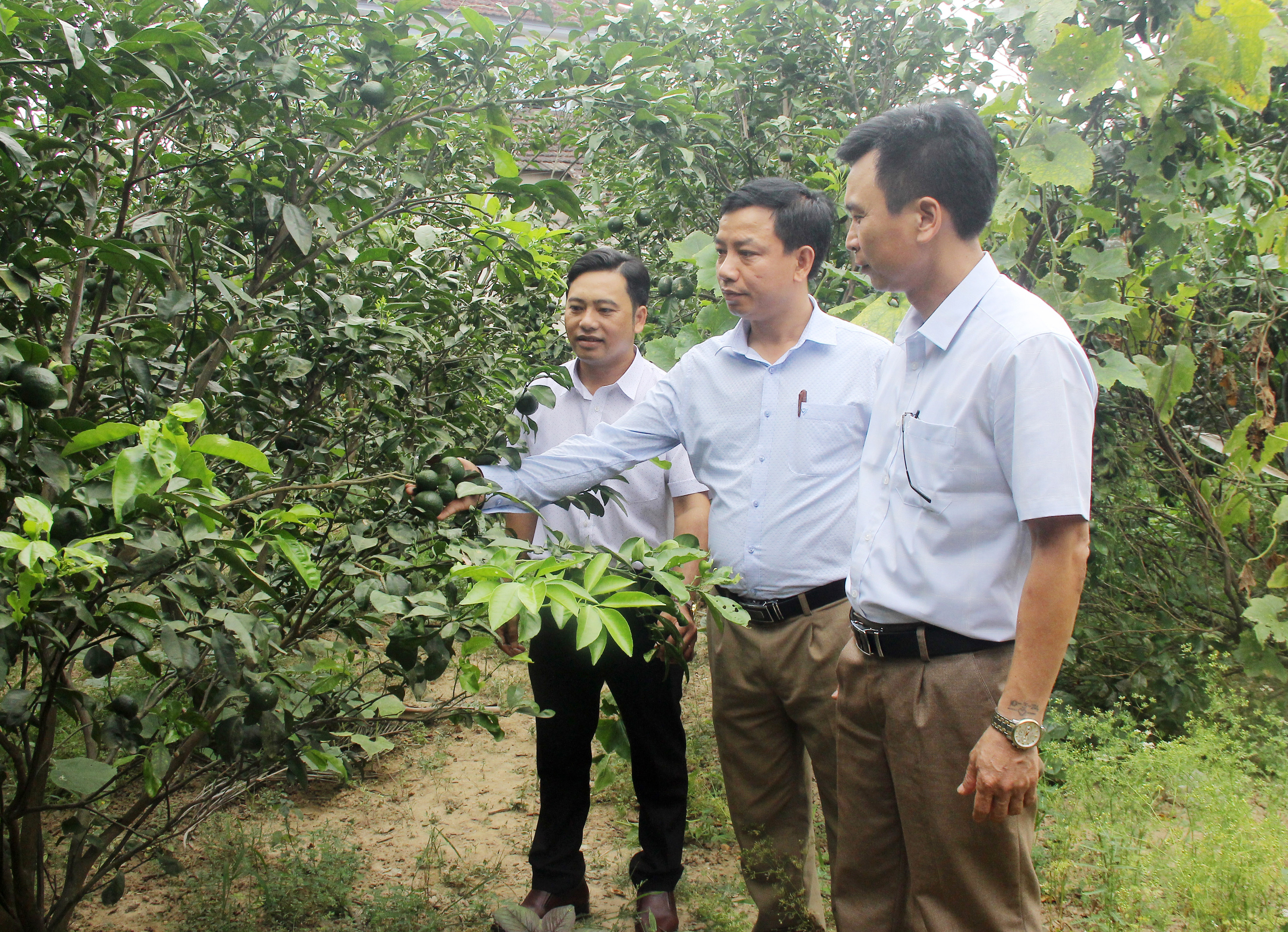 Lãnh đạo xã Xuân Lam (Hưng Nguyên) kiểm tra hiệu quả kinh tế vườn. Ảnh: Mai Hoa