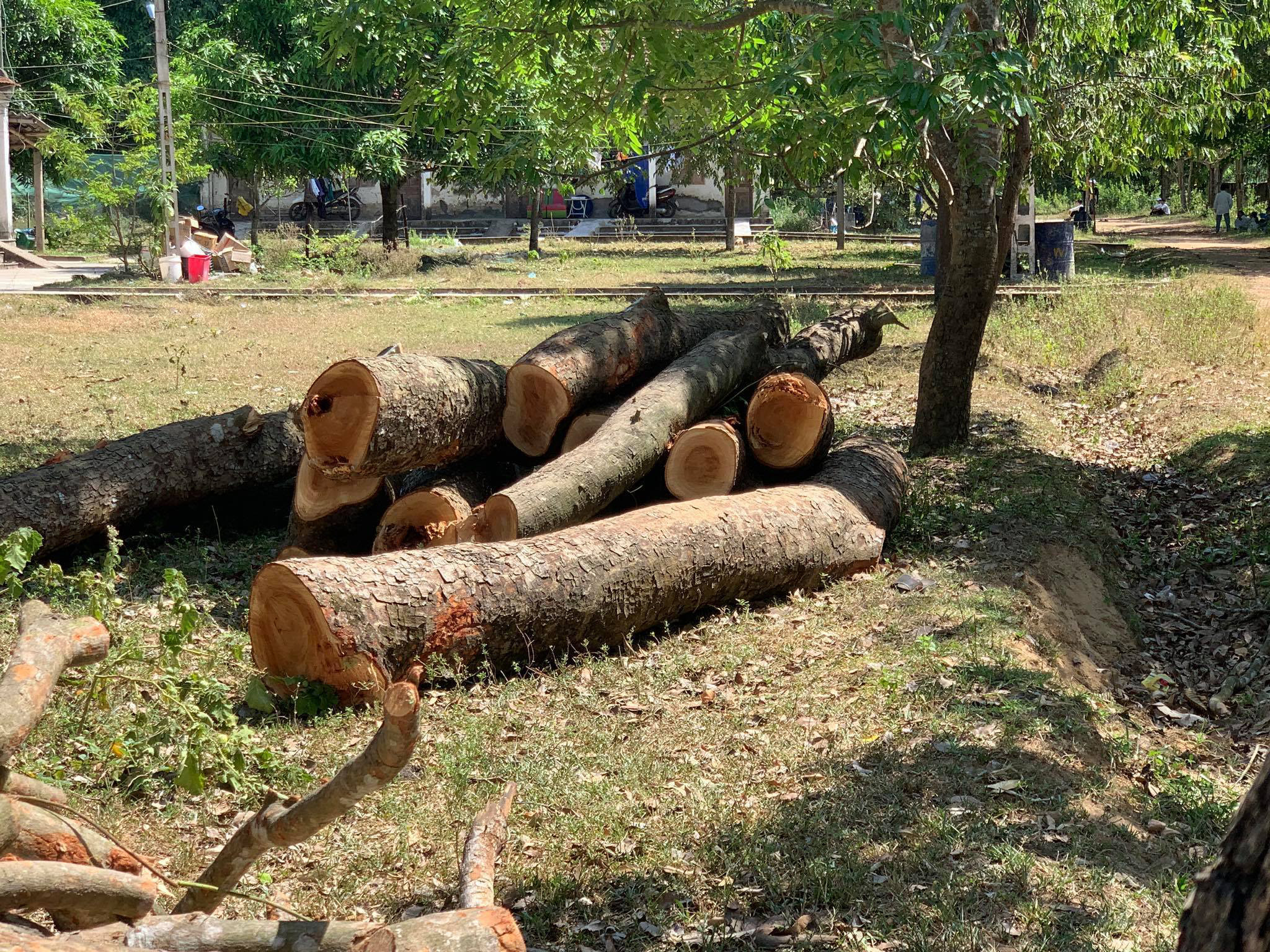 Những thân cây sau khi bị chặt bỏ ở Trường THPT Nghi Lộc 2. Ảnh: MH
