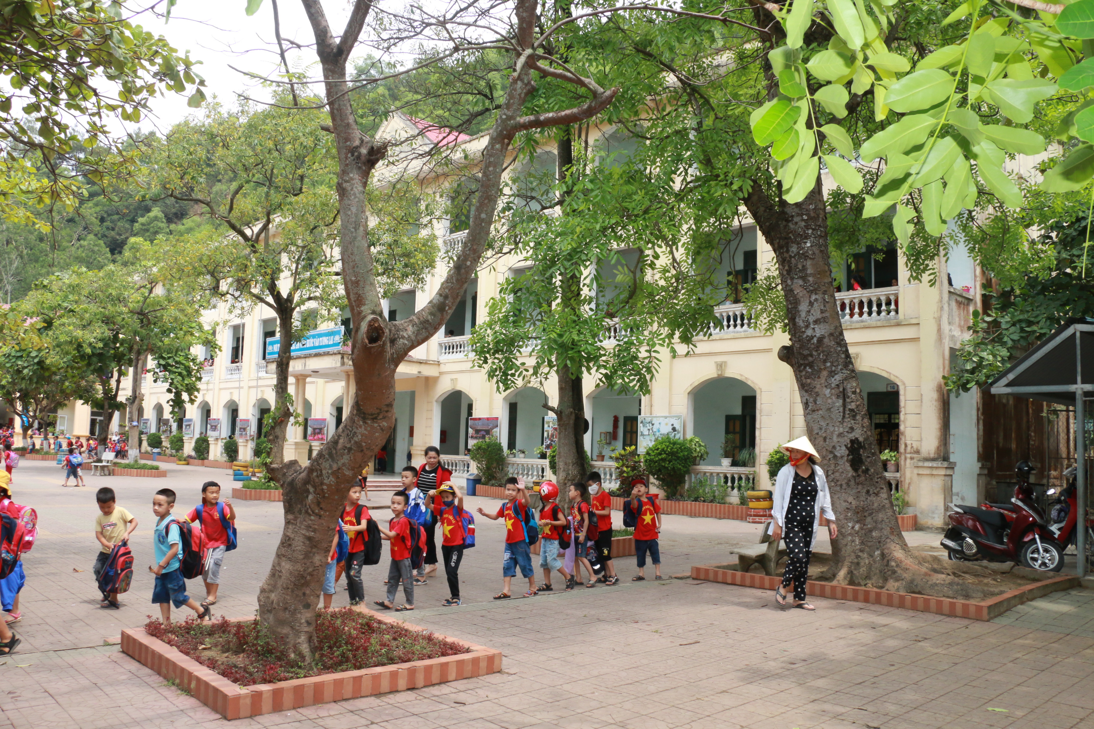 Việc có khá nhiều cây với tuổi đời trên 30 năm ở Trường Tiểu học Nghi Tân khiến nhà trường lo lắng sẽ ảnh hưởng đến sự an toàn của trẻ. Ảnh: MH