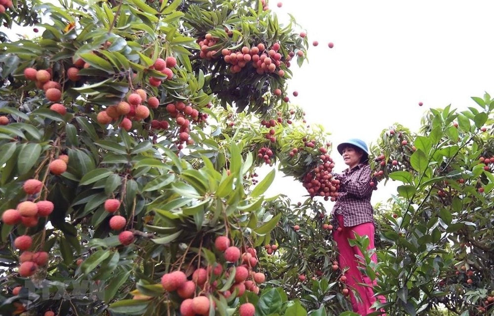 Vải thiều Bắc Giang hiện đã được xuất khẩu sang 30 nước trên thế giới. Ảnh minh họa