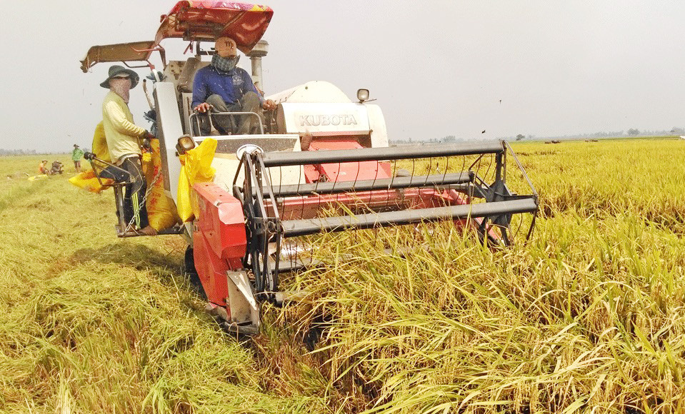Xã Hưng Nghĩa đẩy mạnh sản xuất lúa hàng hóa chất lượng. Ảnh: Mai Hoa