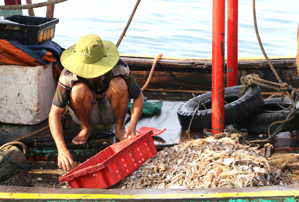 Sản phầm giã cáo do ngư dân đánh bắt ven bờ có giá trị kinh tế không cao (chủ yếu là ốc xoắn, sò lông, tôm tít...) nhưng ảnh hưởng lớn đến môi trường và nguồn lợi thủy sản ven bờ. 