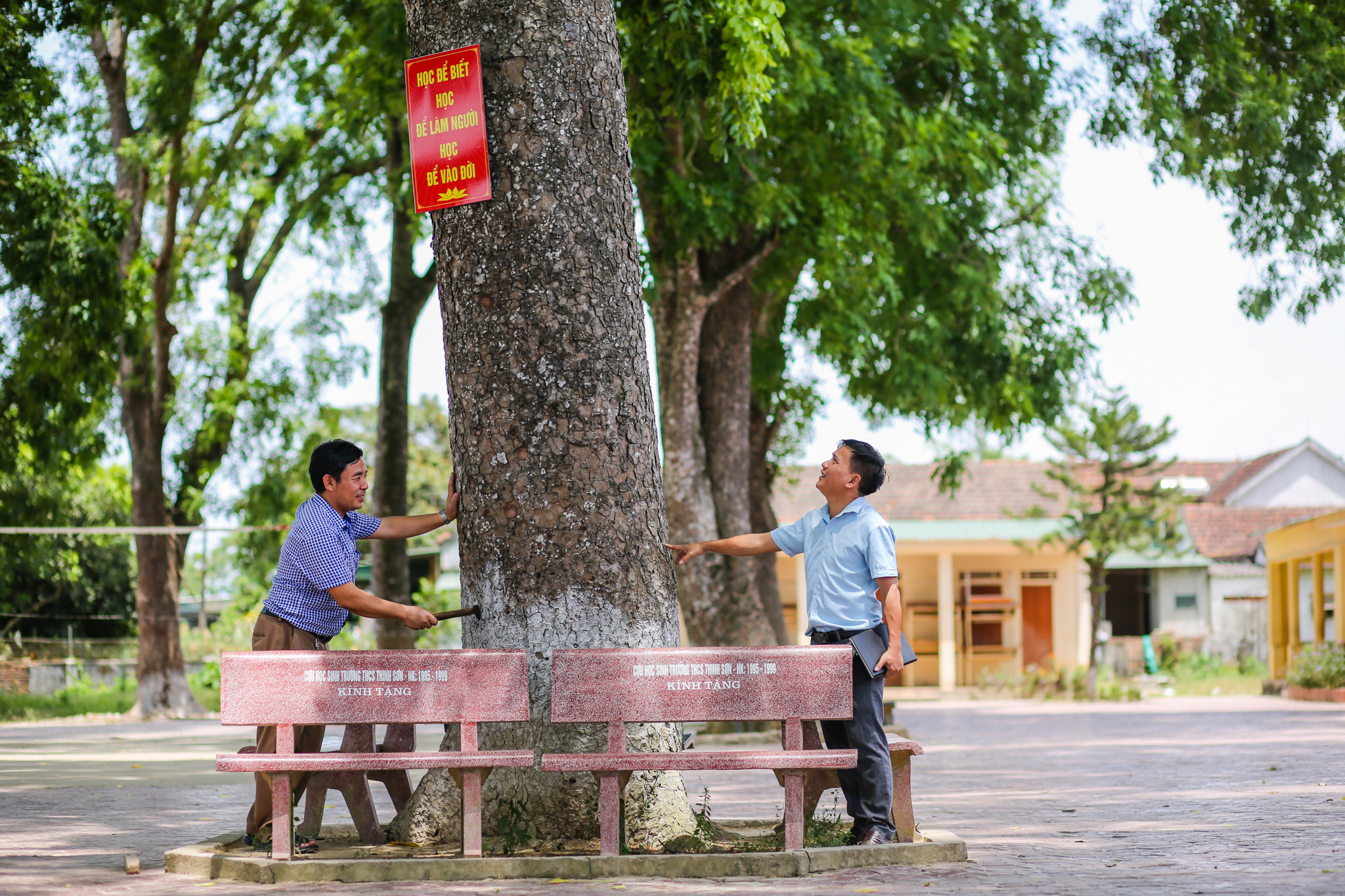 Để hàng cây được xanh tốt và không gãy đổ hàng năm nhà trường phải thuê công ty cây xanh về chăm sóc cho cây. Những cành có hiện tượng mục ruỗng bị sâu ăn đều được kiểm tra kỹ lưỡng trước khi cắt bỏ để đảm bảo cho học sinh mỗi mùa mưa bão về. Ảnh: Đức Anh