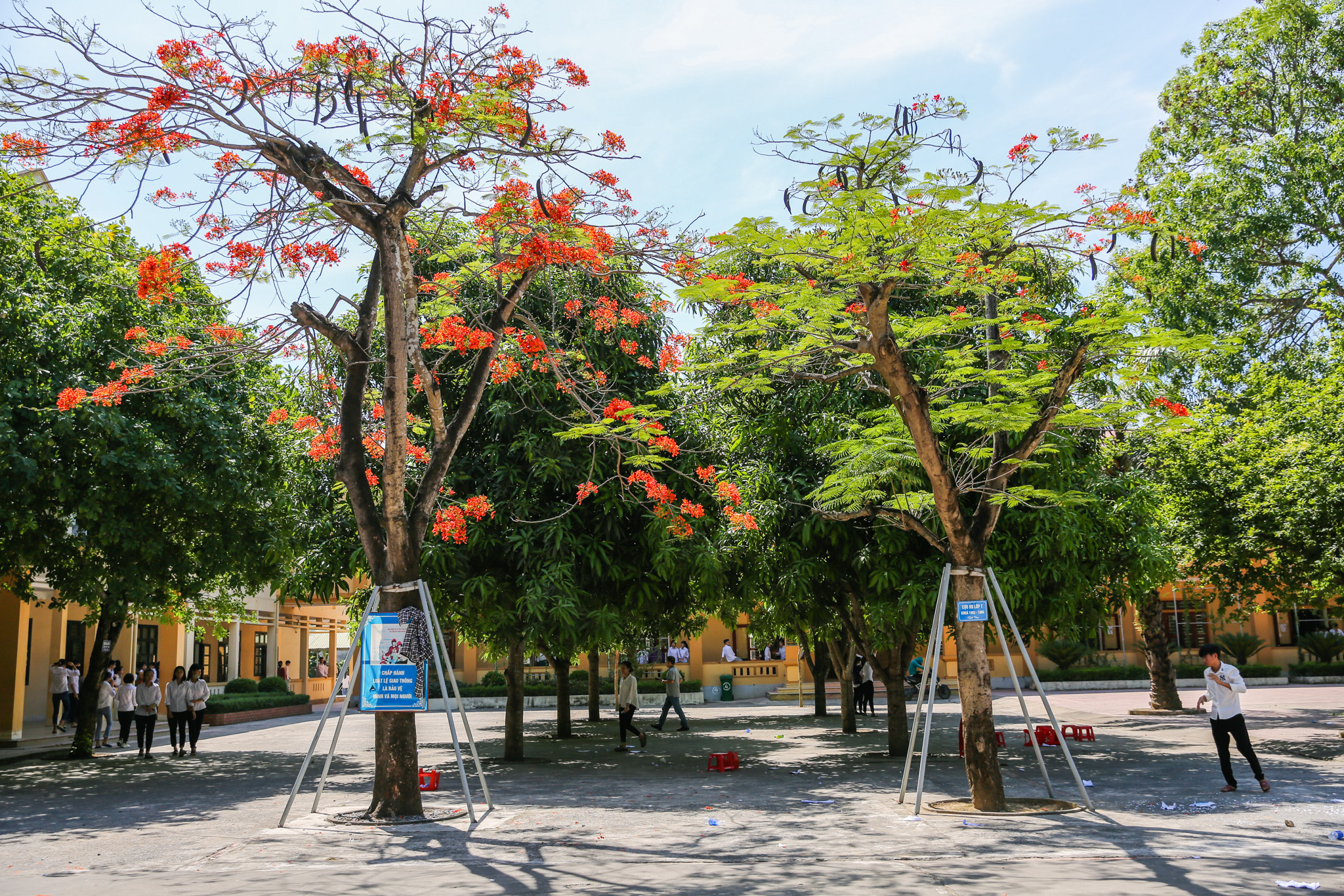 Hàng cây phượng gần 10 năm tuổi, nở đỏ rực trong mùa hè là nơi lưu dữ những kỷ niệm đẹp của các em học sinh Trường THPT Nam Đàn 2. Ảnh: Đức Anh