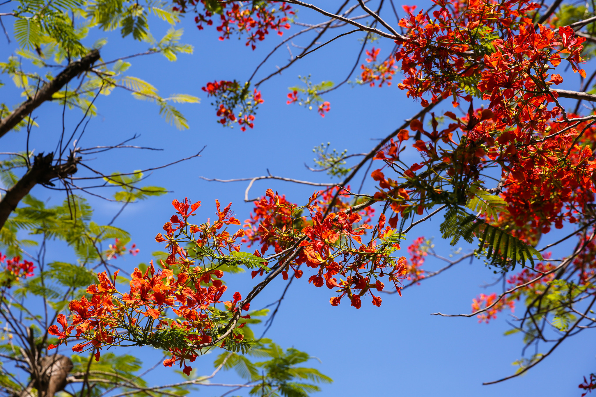 Nhờ được chăm sóc kỹ càng nên mỗi mùa hè về cây phượng ở đây vẫn xanh tốt bung nở những bông phượng đỏ thắm. Ảnh: Đức Anh