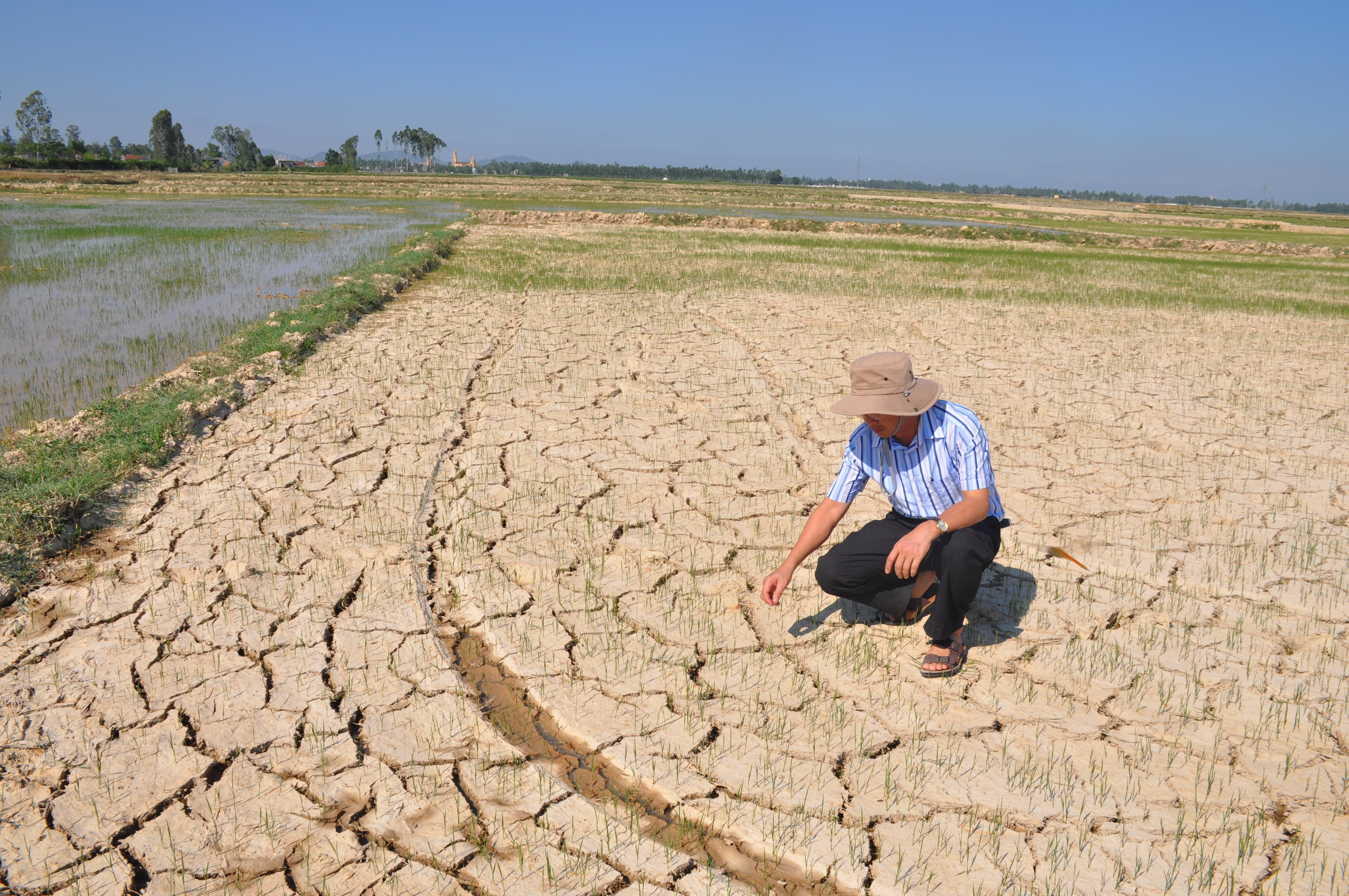 Nhiều diện tích lúa ở Hưng Nguyên bị khô hạn. Ảnh: Việt Phương