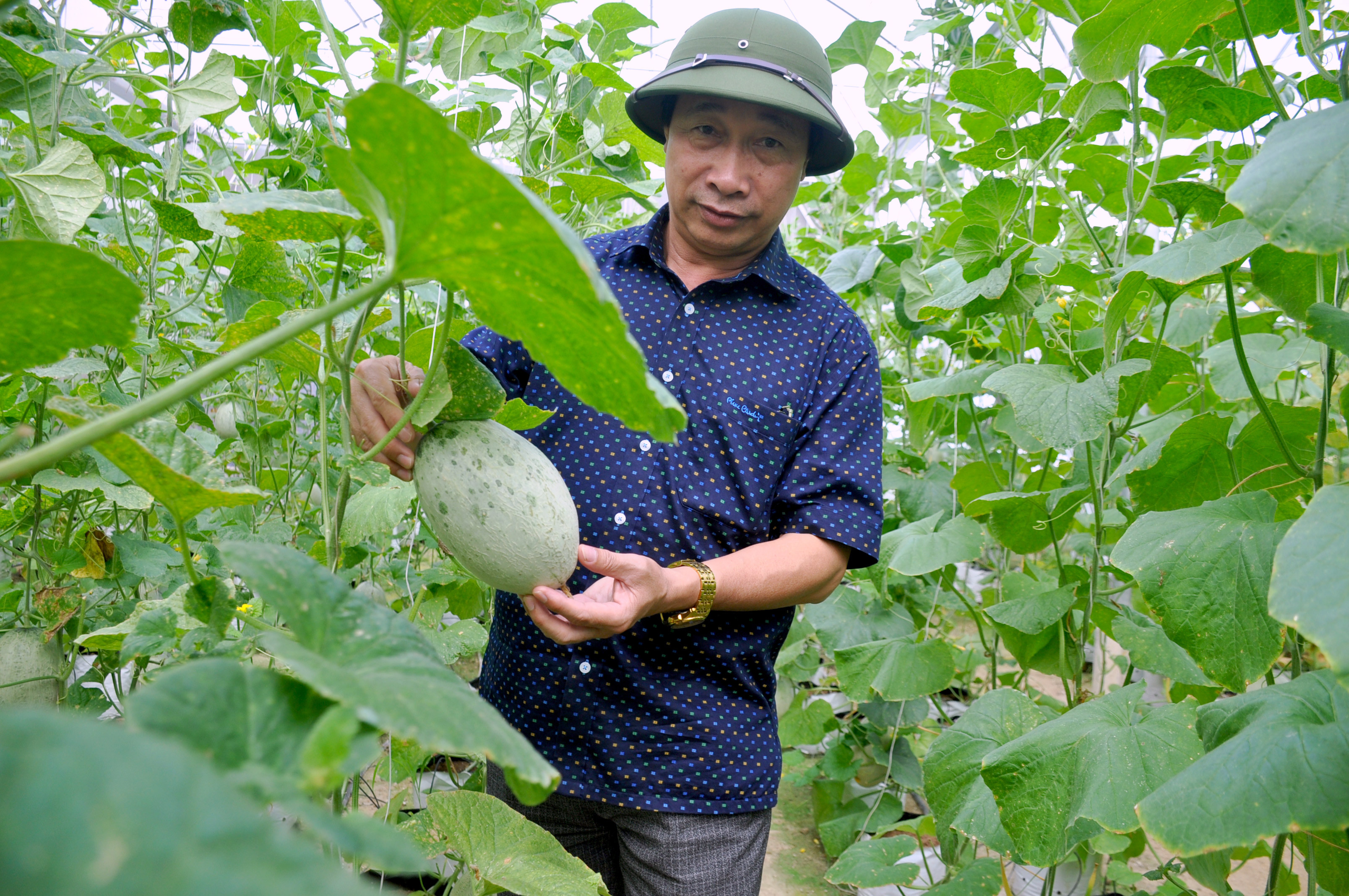 Phó giám đốc Sở NN&PTNT kiểm tra mô hình trồng dưa lưới trong nhà màng theo công nghệ Isarel ở Hội Sơn, Anh Sơn. Ảnh Thu Huyền 