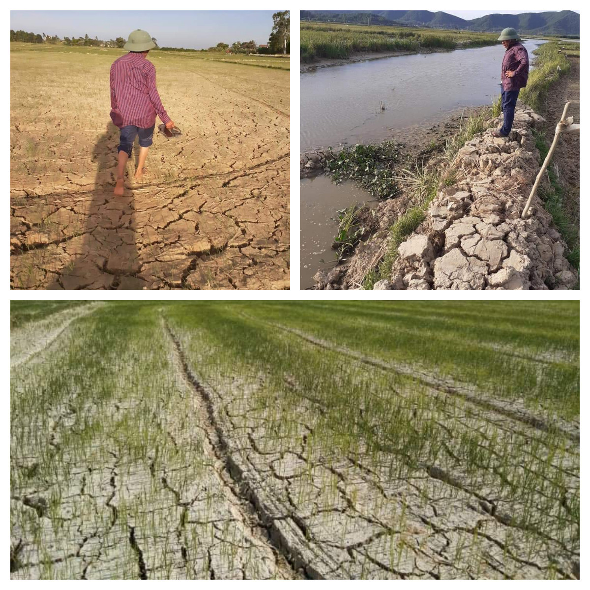 Thiếu nước tưới dưỡng, nhiều diện tích lúa ở Nghi Phương, Nghi Lộc khô héo. Ảnh Thu Huyền
