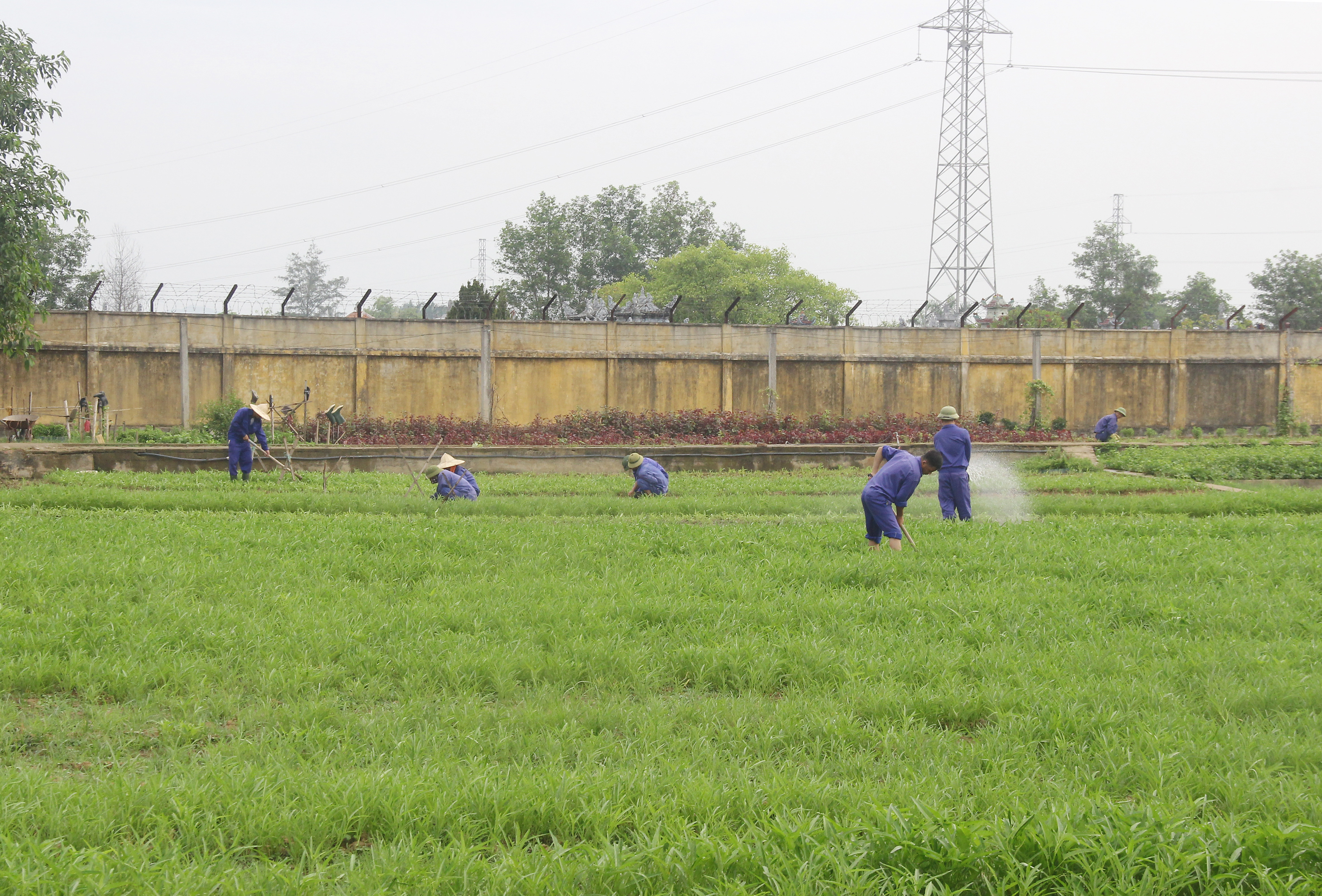 Các học viên tham gia tăng gia sản xuất rau xanh, đảm bảo cung cấp nguồn rau rau sạch cho cơ sở. Ảnh: Mai Hoa