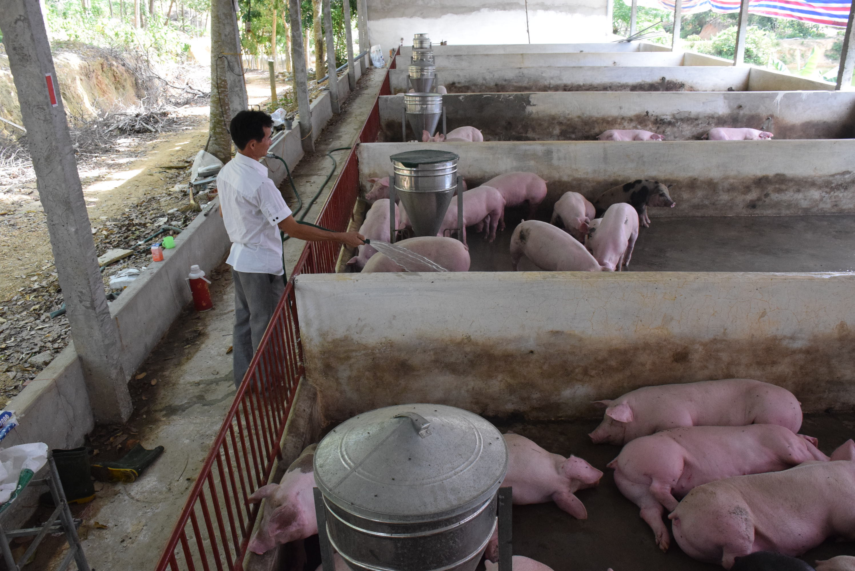 Theo dự kiến, đến hết quý 3/2020, nhờ làm tốt công tác tái đàn và quản lý dịch bệnh nên nguồn cung lợn hơi dồi dào, giá lợn sẽ quay về mức hợp lý. Ảnh: P.V