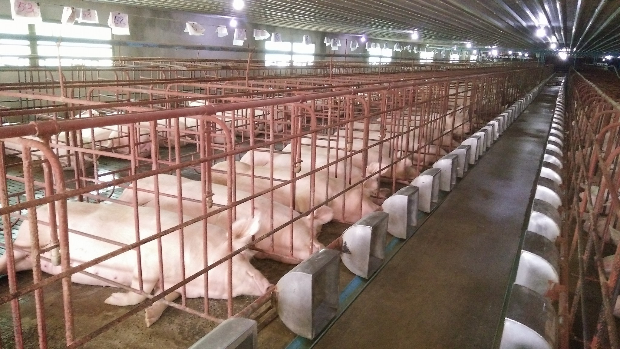 Hiện ở Thanh Chương có đàn lợn thịt khoảng 53.000 con, trong đó có nhiều trang trại sắp sửa xuất chuồng nên nguồn cung khá ổn định. Ảnh: Thanh Phúc