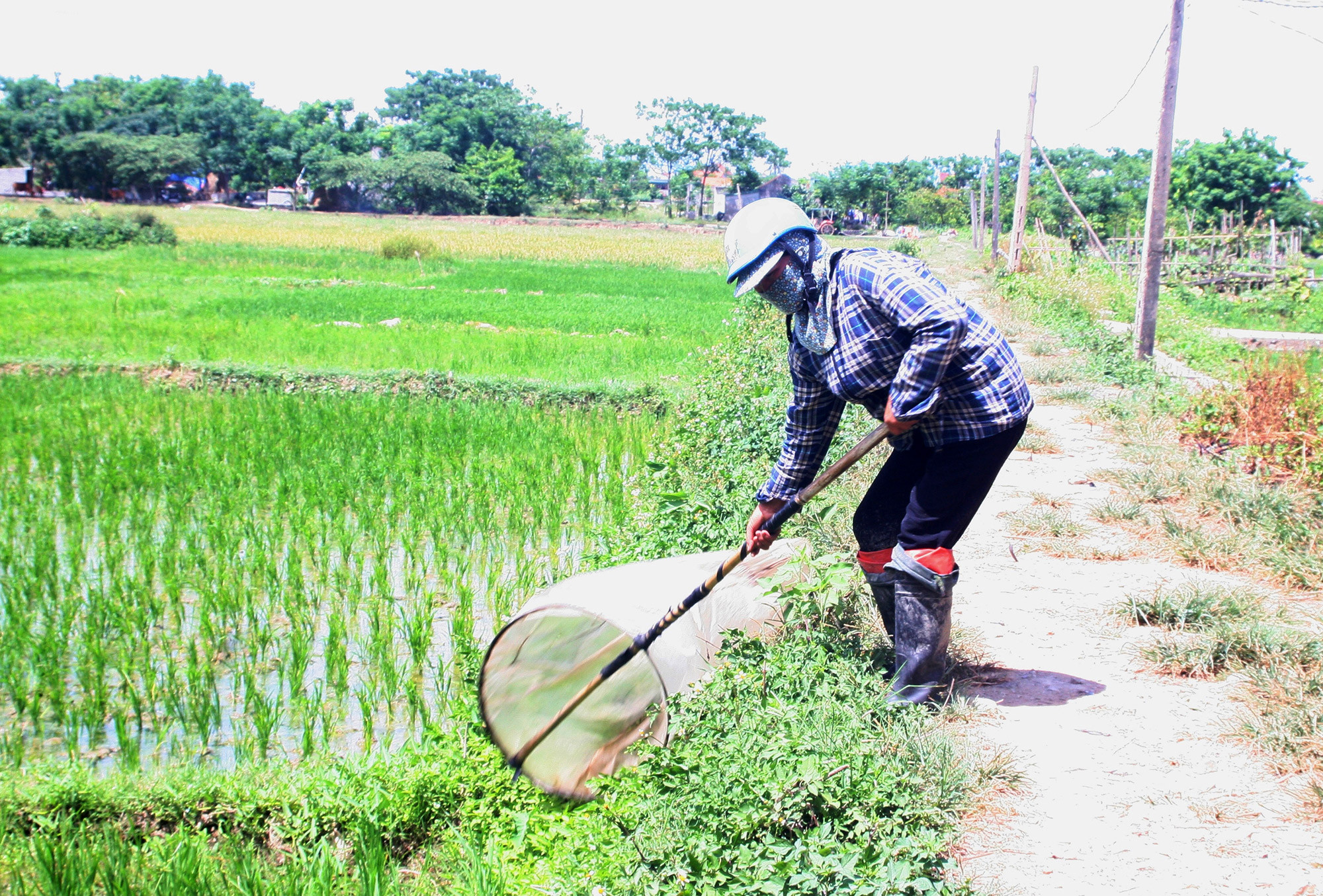 Nông dân xã Quỳnh Trang (TX. Hoàng Mai) đi chao châu chấu. Ảnh: Việt Hùng