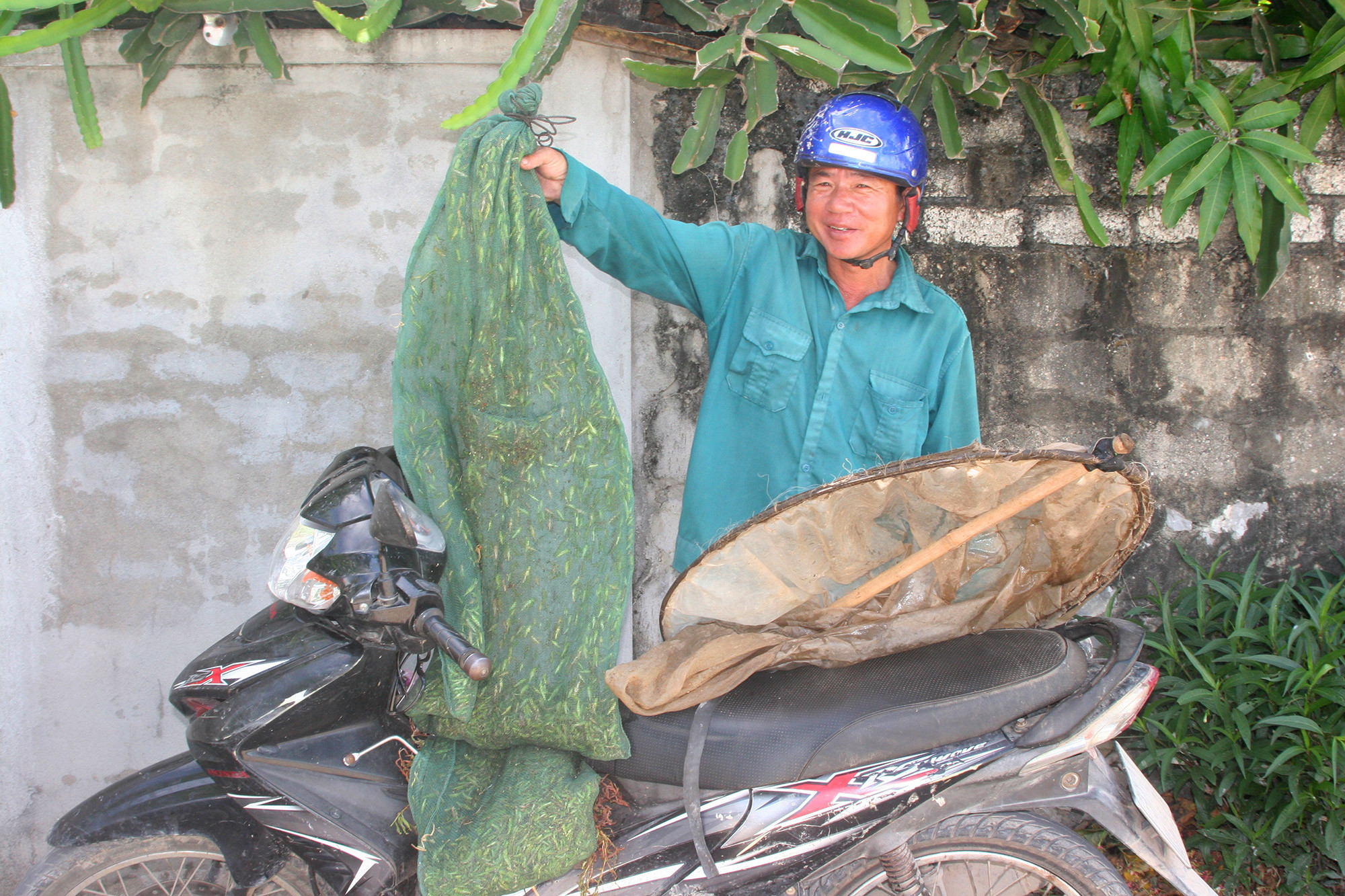 Sau 1 buổi đi chao, gia đình ông Nguyễn Văn Thương ở xã Quỳnh Trang săn được 5 kg châu chấu. Ảnh: Việt Hùng