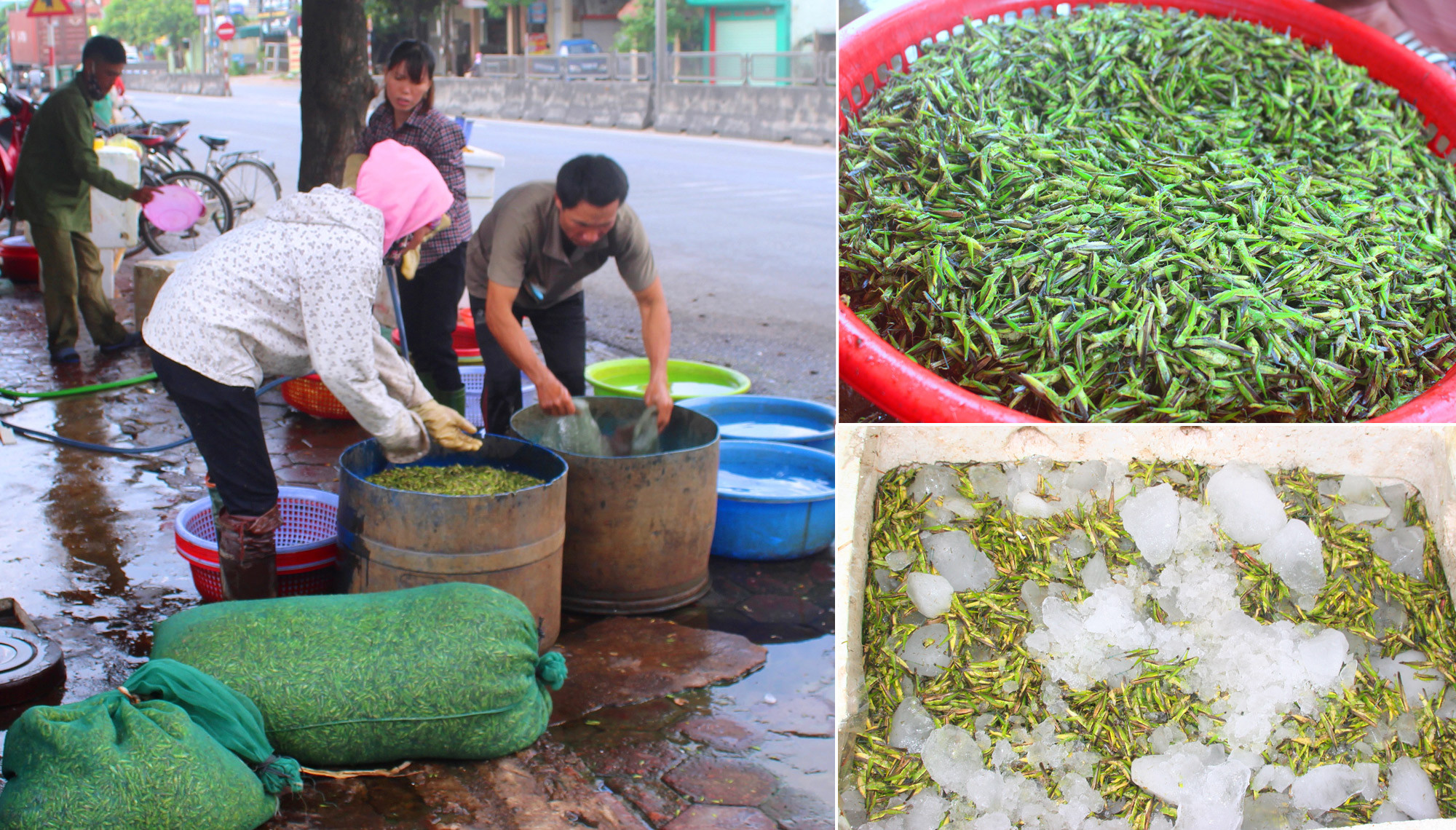 Người dân gom châu chấu rồi mang đến nhập cho thương lái. Tôm bay được ướp lạnh để vận chuyển đi tiêu thụ. Ảnh: Việt Hùng.