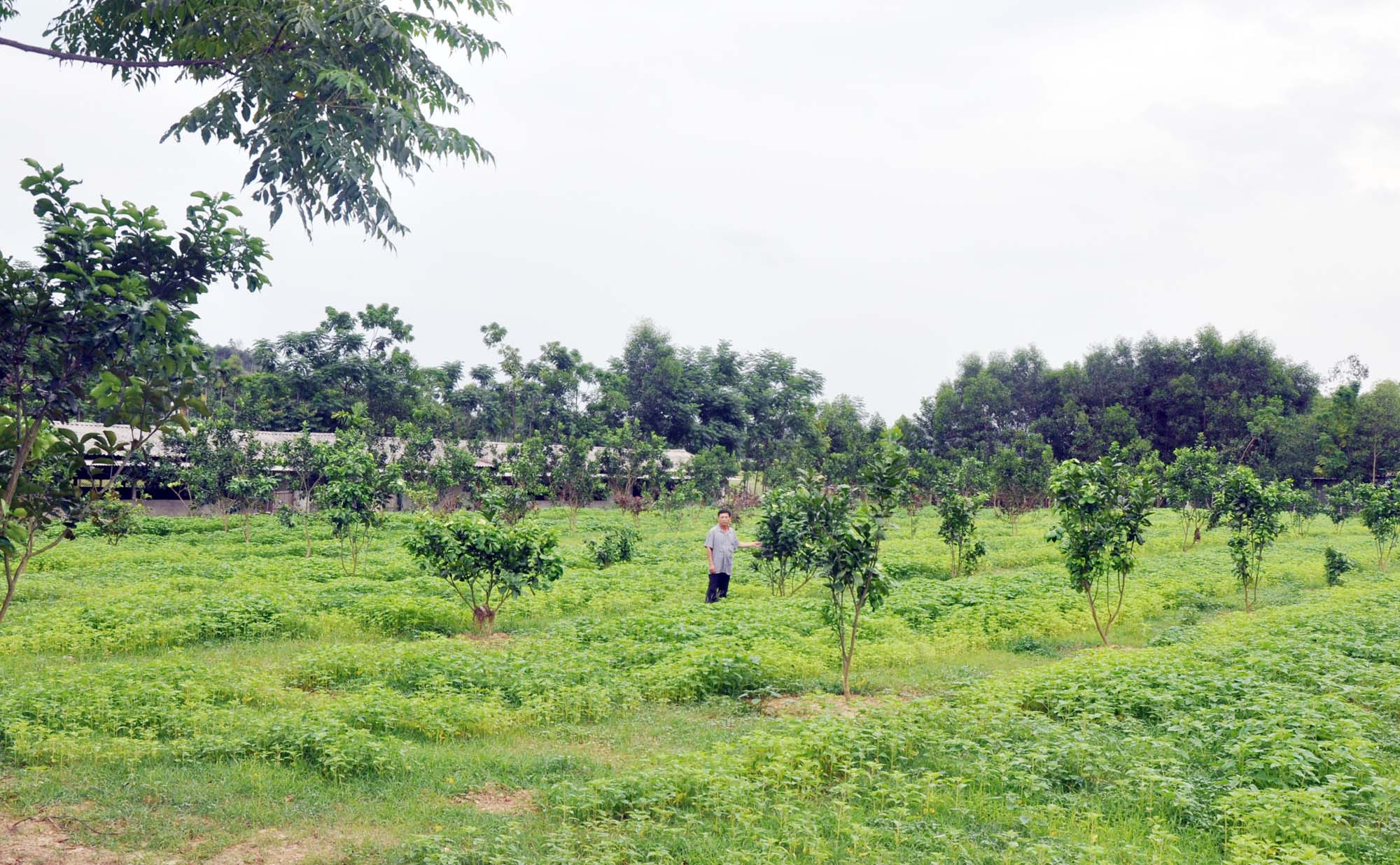 Mô hình kinh tế trang trại tổng hợp của cựu chiến binh Trần Công Sơn, xã Thanh Mỹ (Thanh Chương - Nghệ An) cho thu nhập hàng tỷ đồng/năm. Ảnh: Công Kiên