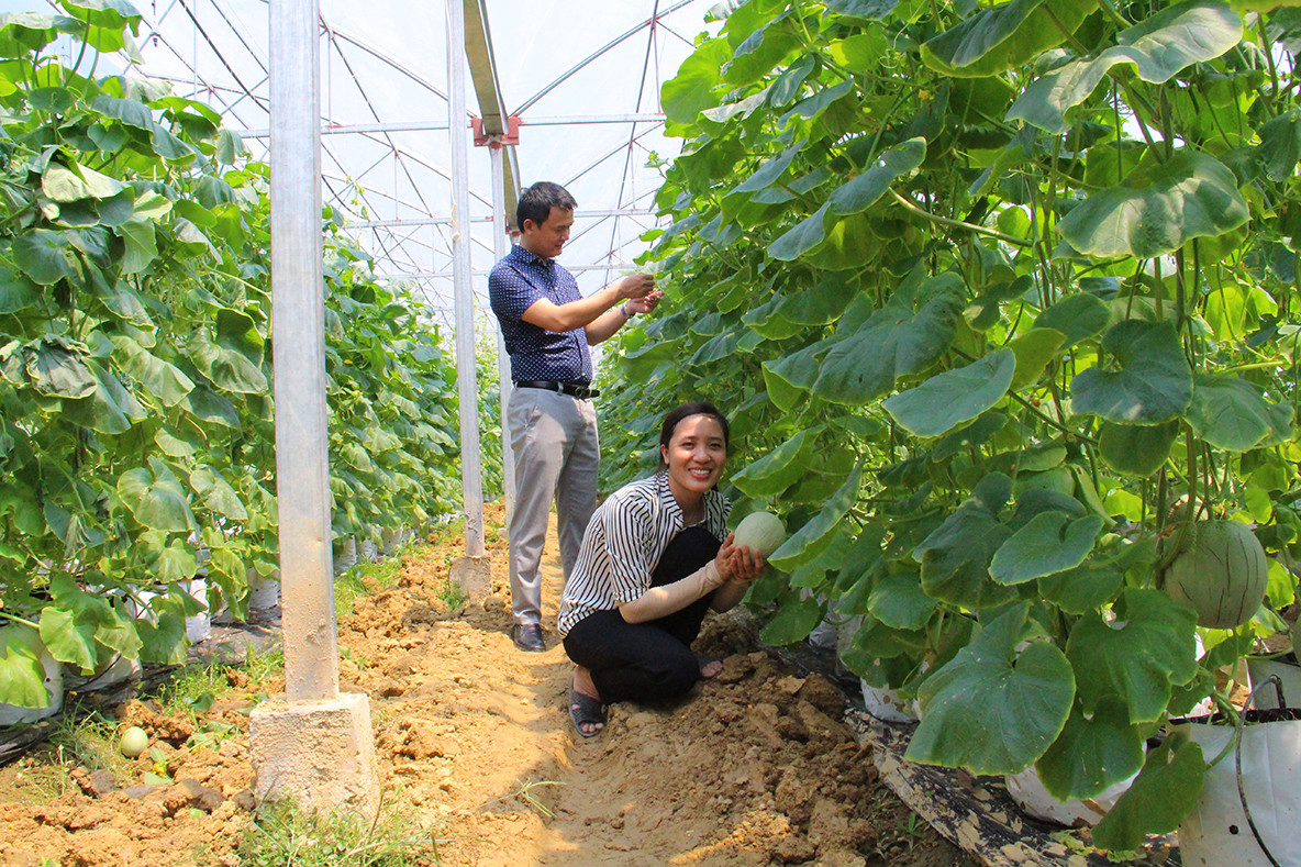 Mô hình trồng dưa lưới cho thu nhập cao ở Kim Liên (Nam Đàn). Ảnh: Thanh Lê