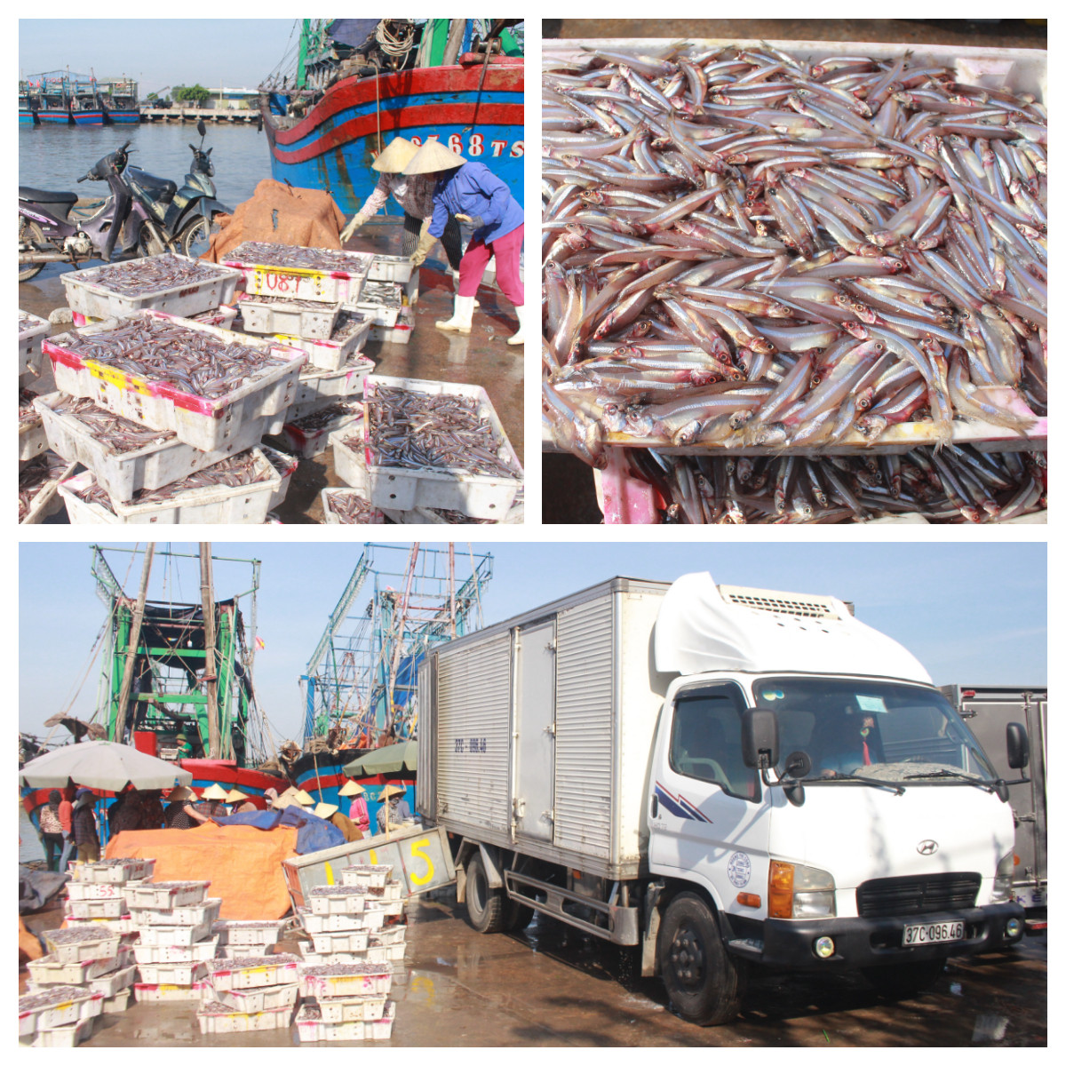 Cá trỏng được thương lái thu mua nhiều nhất bởi đây là loại hải sản phục vụ cho ngành chế biến nước mắm. Giá cá tươi tại bến 11.000 đồng/kg. Ảnh Việt Hùng