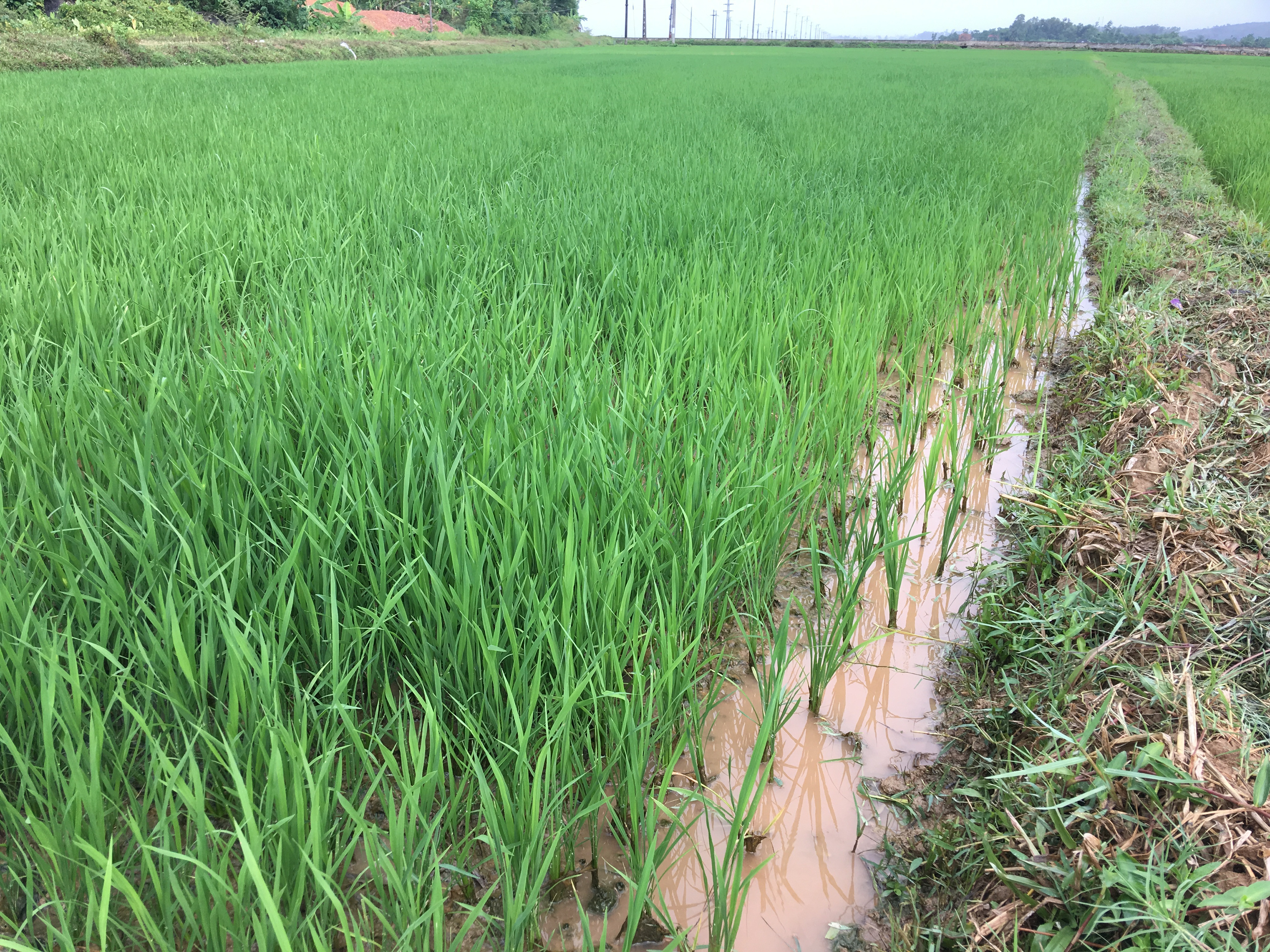Trận mưa đã bổ sung thêm nước cho cây lúa hè thu sau gần 1 tháng nắng hạn. Ảnh Ngọc Phương