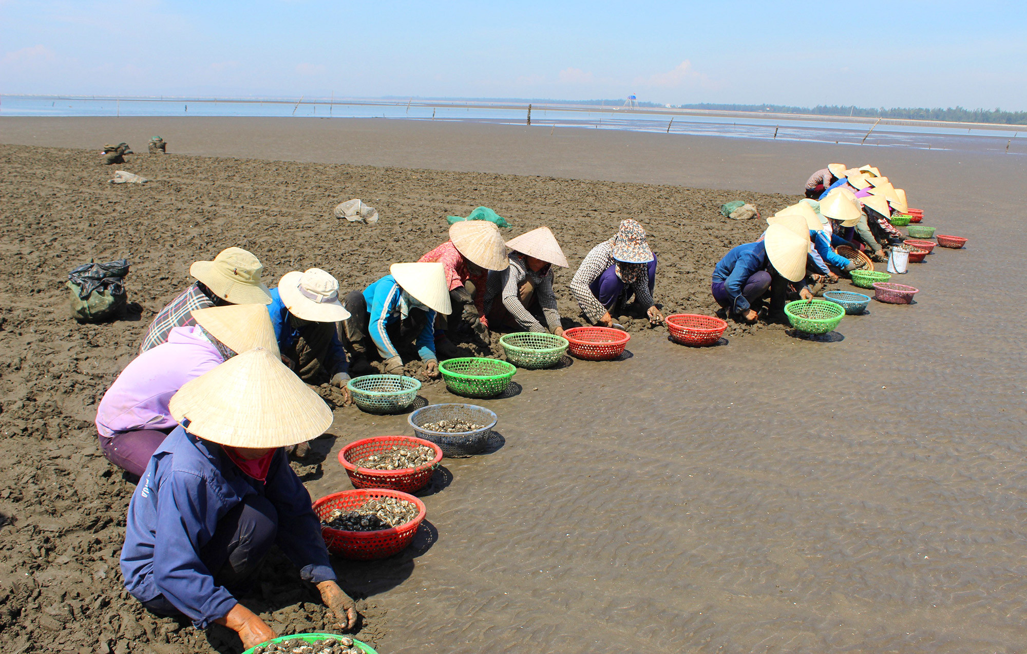 Trời càng nắng to, các chủ đầm nuôi ngao ở huyện Quỳnh Lưu bán càng chạy hàng nhờ nhu cầu sử dụng tăng cao. Để thu hoạch, họ phải thuê hàng chục người xuống bãi để cào ngao. 