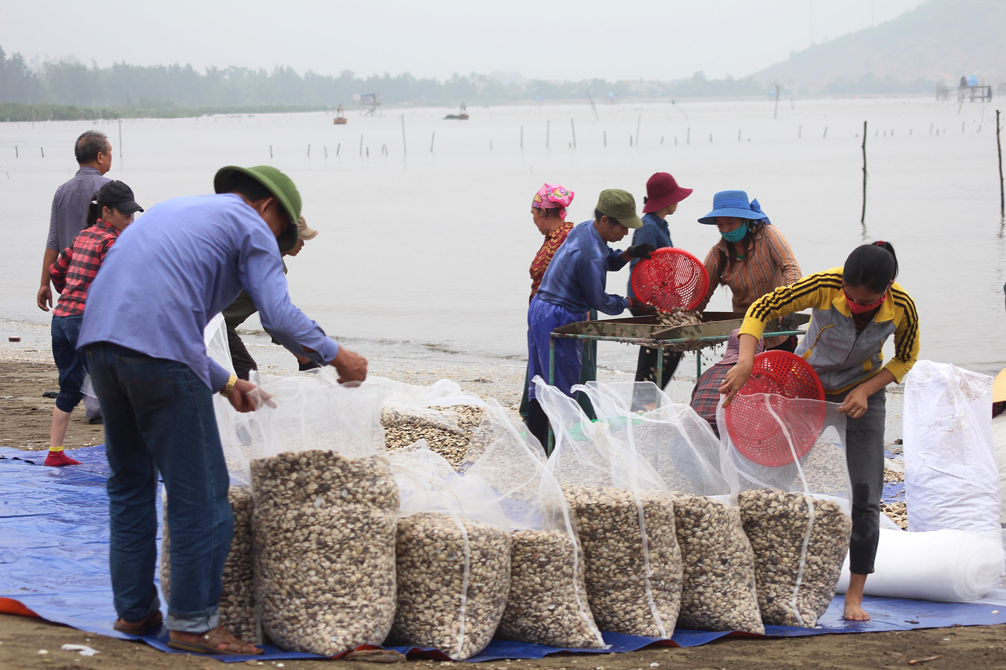 Sau khi ngao được cào lên, toàn bộ sẽ được cho vào máy sàng lọc, rửa sạch để đóng bao bì. Mỗi ngày, người nuôi ngao ở Quỳnh Lưu cung cấp ra thị trường hàng chục tấn.