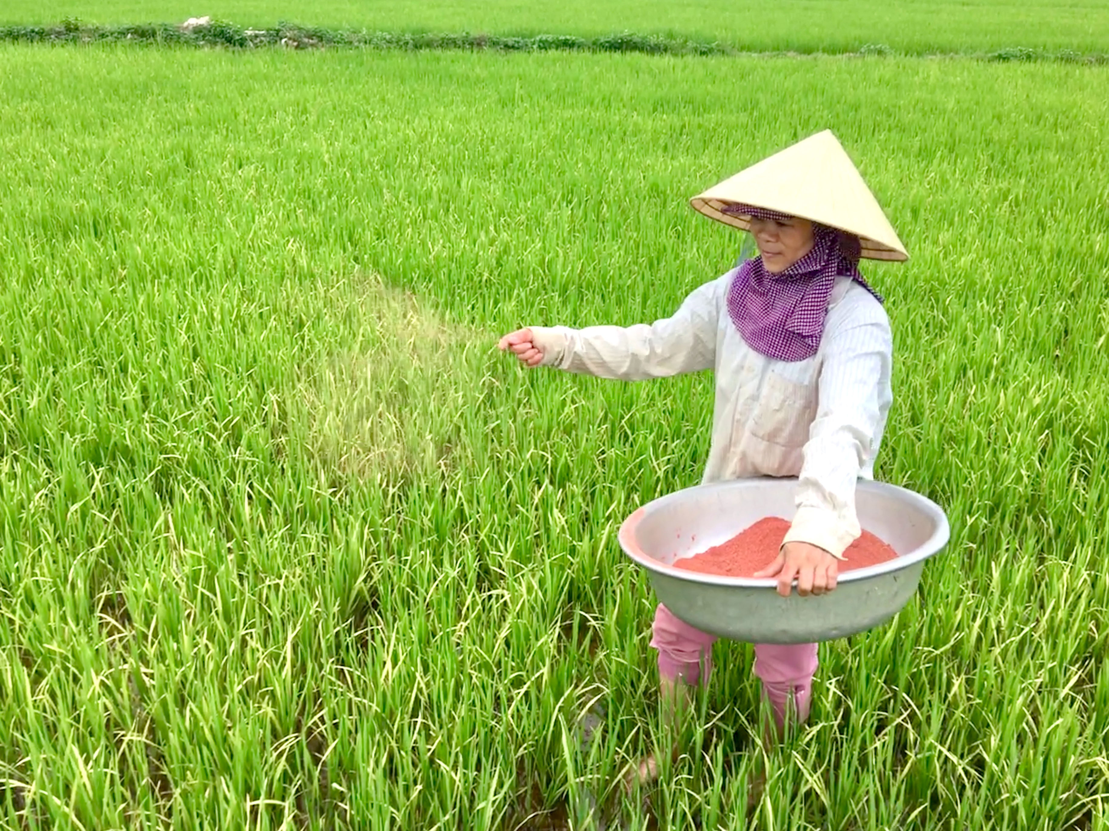 Chị Nguyễn Thị Ngọc ở xóm 1 xã Hòa Sơn (Đô Lương) cũng được hưởng lợi nguồn nước từ Nhà máy Xi măng Đô Lương đang bón thúc phân cho cây lúa làm đòng. Ảnh Ngọc Phương