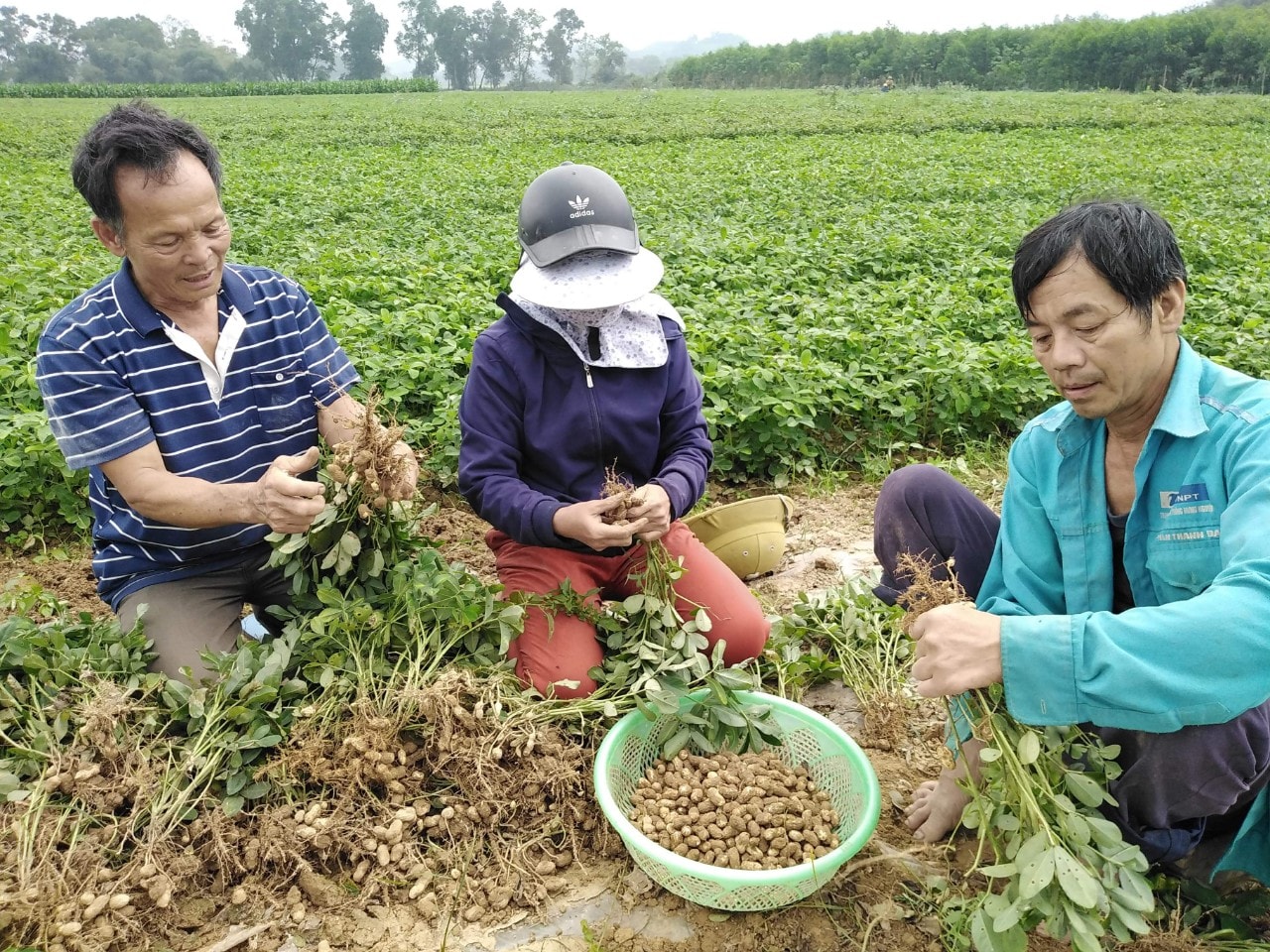 Ông Trần Văn Bình (trái ảnh) - Chi hội trưởng Nông dân xóm Long Biên, xã Thanh Long (Thanh Chương) trao đổi với nhân dân về hiệu quả sản xuất lạc trái vụ. Ảnh: Mai Hoa