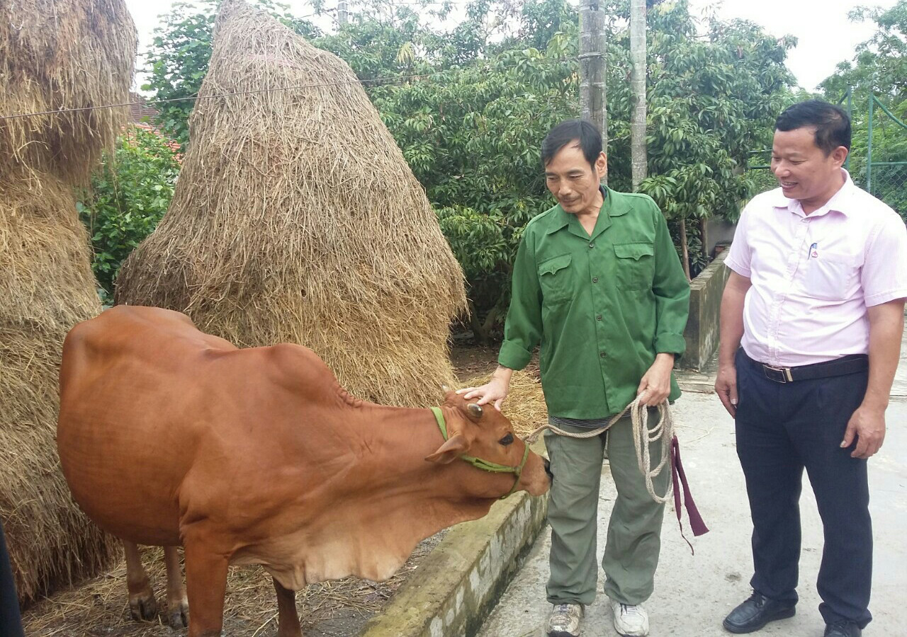 Thương binh Phan Viết Hài ở xóm 6, xã Nam Giang, huyện Nam Đàn vay vốn ưu đãi đầu tư chăn nuôi bò. Ảnh: Thu Huyền