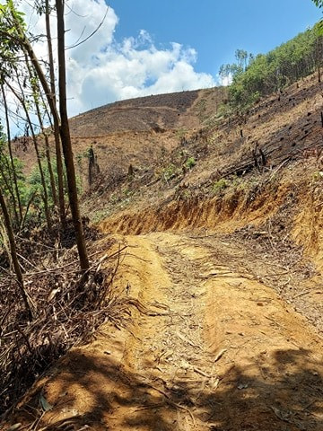 Gần với khu vực có tình trạng khai thác khoáng sản trái phép là một rừng keo của người dân mới được thu hoạch. Ảnh: NLTV