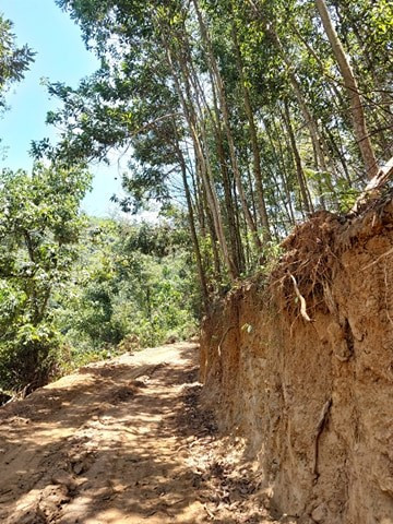 Để làm đường, các đối tượng còn cắt hạ cả các khu vực đã trồng cây keo. Ảnh: NLTV