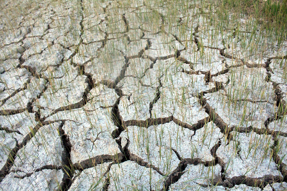 Ruộng lúa nứt toác, khô nẻ ở cánh đồng Kỳ Mồ, xã Nghi Hoa, huyện Nghi Lộc. Ảnh: Phú Hương