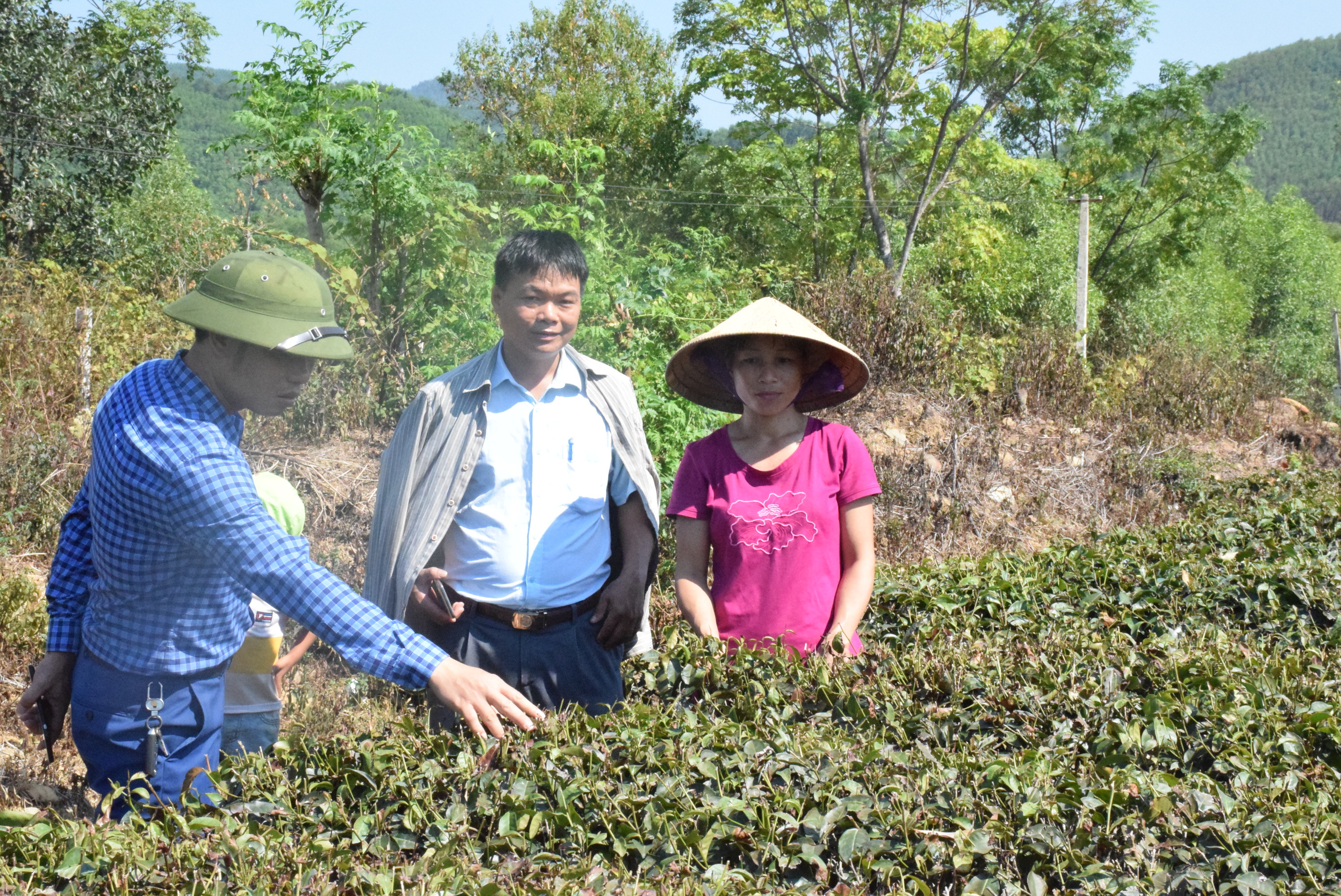  Cán bộ nông nghiệp huyện Thanh Chương kiểm tra hạn hán trên cây chè tại xã Thanh Mai. Ảnh: Xuân Hoàng