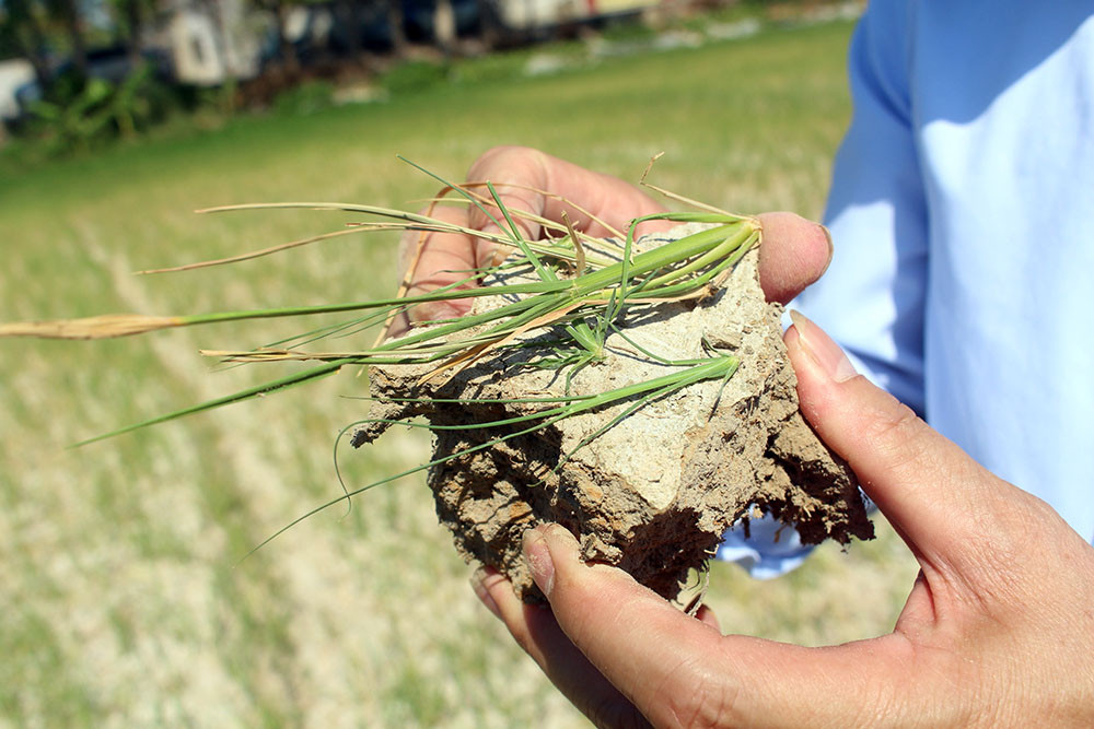 Nắng nóng kéo dài từ hơn 2 tháng qua đã làm nhiều diện tích lúa ở Hưng Nguyên chết héo. Ảnh: Phú Hương